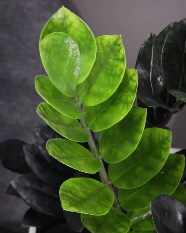 Zamio Black 🖤
Ela começa verde, mas com o tempo vai escurecendo até ganhar esse tom preto!
Essa mudança de cor acontece naturalmente conforme as folhas se desenvolvem e é um espetáculo da natureza pra quem ama plantas.
Você sabia dessa?
Conta pra gente nos comentários 👇
#zamioculcazamiifolia #zamioculcablack #zzplant #blackzzplant #plantasqueencantam #plantlovers #plantlove #plantasraras #plantasdeinterior #decorverde #folhagemescura #zamioculca #zamioculcas #planta #plantas #decor #decoração