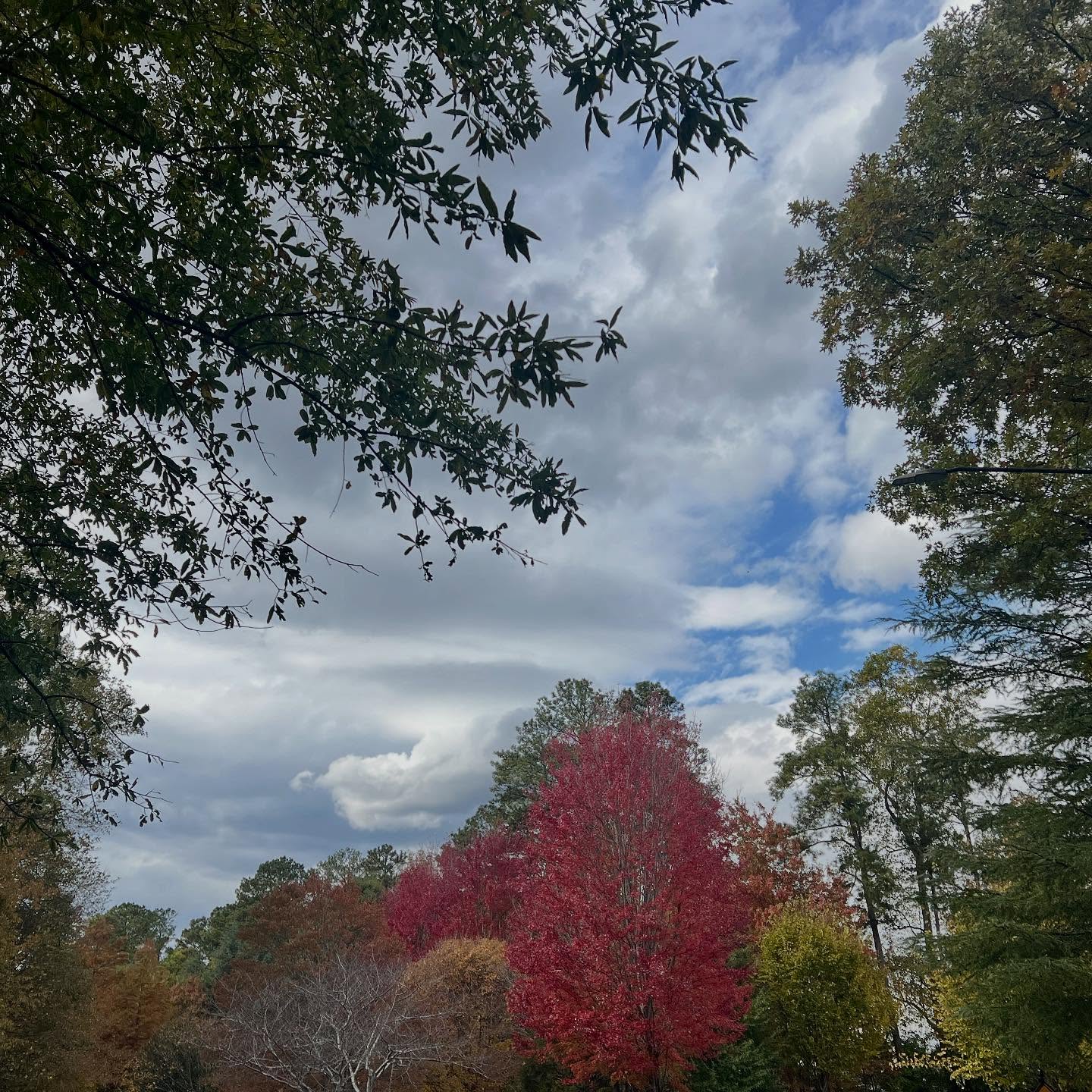 There’s something about fall colors that stirs the soul. The way the light hits gold leaves, the quiet beauty of change, the reminder that letting go can be breathtaking. I love this season, every walk feels like a moving meditation on transformation.