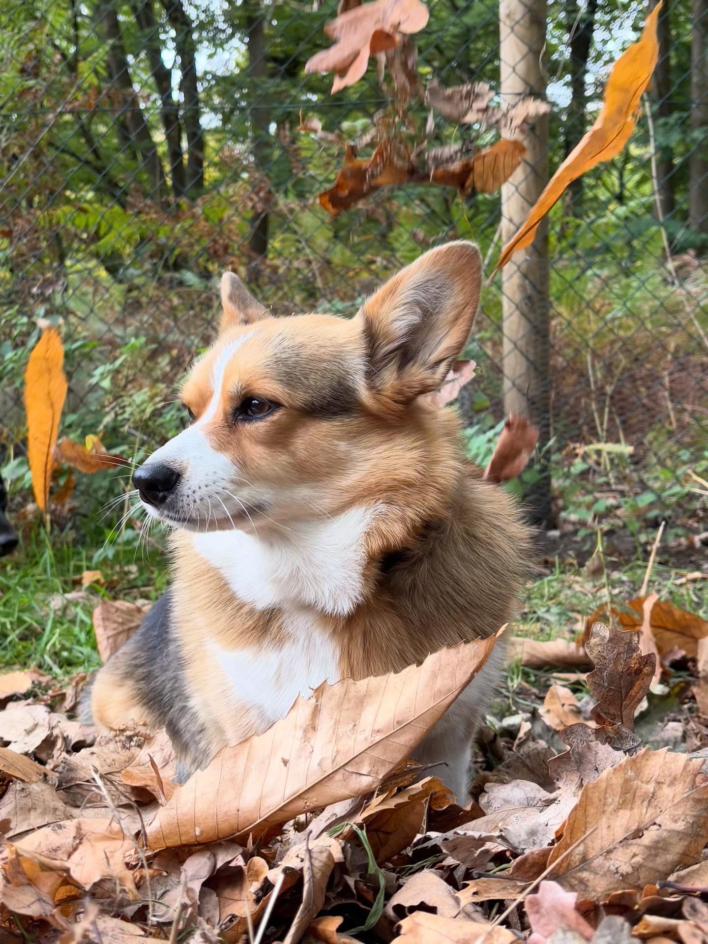 Falling leaves and wagging tails 🍁🐾 Our pups jumped, rolled, and sniffed their way through a week full of autumn magic! From leaf piles to nature trails, it was pure golden-hour joy. #AutumnLeafFestival #FallingForFetch #SniffingThroughTheSeasons