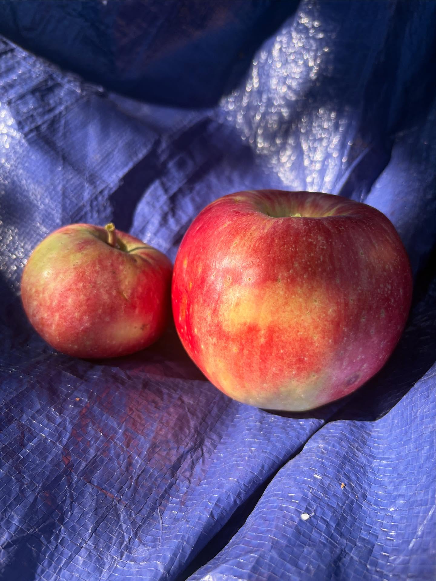A glean today.
A glean tomorrow.
This is a chance to bring home the harvest for you and your neighbors in need. 🍎🍎
Journey to our website and onto the gleaning calendar for sign up links 🍎🍎😊
#reducefoodwaste #wetendtogrow #wetendtogleantoo #foodforall #reducefoodwaste