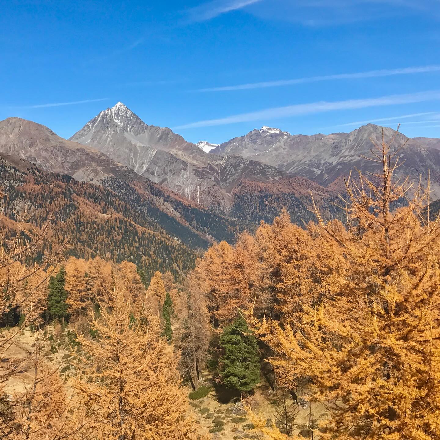 LÄRCHENGOLD 🔥🍁🌲🏆🇨🇭
Die Lärche (Larix decidua) prägt wie kein anderer Baum das Bild der inneralpinen Täler, wie z.B. im Engadin oder im Wallis. Das dortige eher kontinentalere Klima, mit etwas geringeren Niederschlägen, viel Sonnenstunden und trockener Luft, dass ist auch genau ihr Terrain, mit dem sie hervorragend klarkommt. Als einzige in Mitteleuropa heimische Nadelbaumart sind ihre Nadeln nur sommergrün, d.h. sie fallen im Herbst ab und werden im nächsten Frühling neu gebildet. Durch die fehlenden Nadeln kann die Verdunstung im Winter reduziert werden. Doch bevor die Nadeln abfallen, spielt sich ein wunderschönes Schauspiel ab, indem sich die Nadeln erst gelbgrün, das goldig verfärben. Dies führt dazu dass sich ganze Hänge in einem goldigen Gewand präsentieren.
Doch so schön die goldigen Lärchenwälder sind: Der Mensch hatte einen grossen Einfluss darauf, warum die Lärche in den entsprechenden Gebieten so dominant ist. Denn sie ist eigentlich eine Pionierbaumart, die viel Licht benötigt und an den meisten Standorten langfristig gegen schattentolerante Arten, wie z.B. die ebenfalls inneralpin vorkommende Arve, nicht konkurrenzfähig ist. Eher würde man sie auf Flächen mit regelmässigen Störungen, wie Lawinenzügen, Gletschervorfelder oder nach Windwurf/Brand, usw. erwarten. Die derzeitigen ausgedehnten Bestände haben mehrere Gründe, die in der Vergangenheit zurück liegen:
🌲Waldweide: Durch Beweidung der Wälder, wurden diese künstlich aufgelichtet, was der lichtliebenden und rasch wachsenden Lärche entgegenkam. Die Nadeln von Jungbäumen der Lärche sind für Schafe oder Ziegen nämlich weniger attraktiv als z.B. Arvennadeln und damit gibts auch weniger Verbiss. Falls trotzdem aber mal daran geknabbert wird, kann sich die Lärche sehr rasch wieder regenerieren.
🌲Arvenholz begehrt: Weiter profitierte die Lärche auch davon, dass das Arvenholz sehr begehrt war. Zwar war auch die Lärche ein beliebtes Nutzholz, doch es wächst schneller wieder nach und wurde auch geschont, resp. sogar gezielt angepflanzt.
🌲Pflanzungen: Aufgegebene Alpwiesen und Lichtungen der Waldweiden, wurden von der Lärche rascher besiedelt.
#botanik #larix #larixdecidua #lärchengold