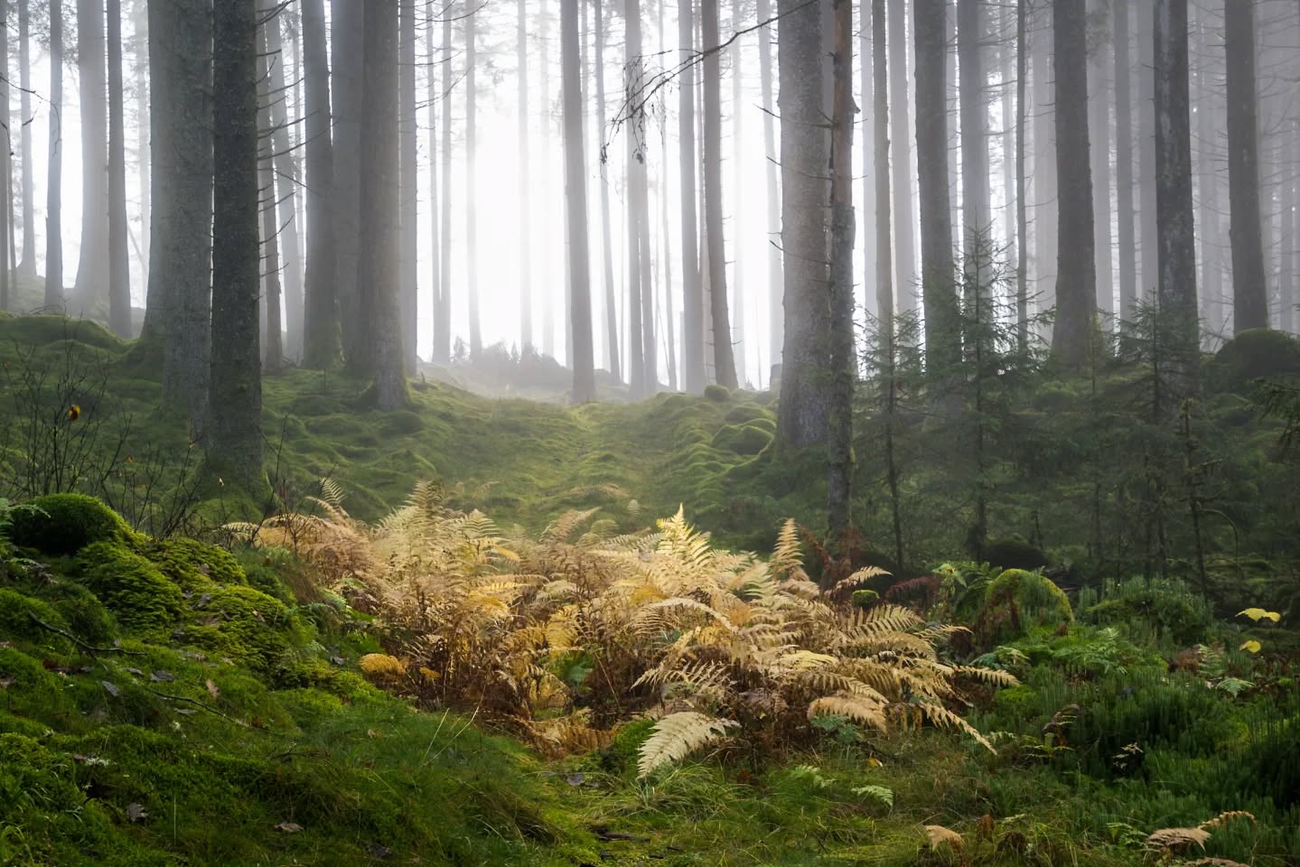 In the foggy forest
#innature
#innaturephotos
#forest
#foggyforest
#foggy
#autumn
#fallcolors
#fall