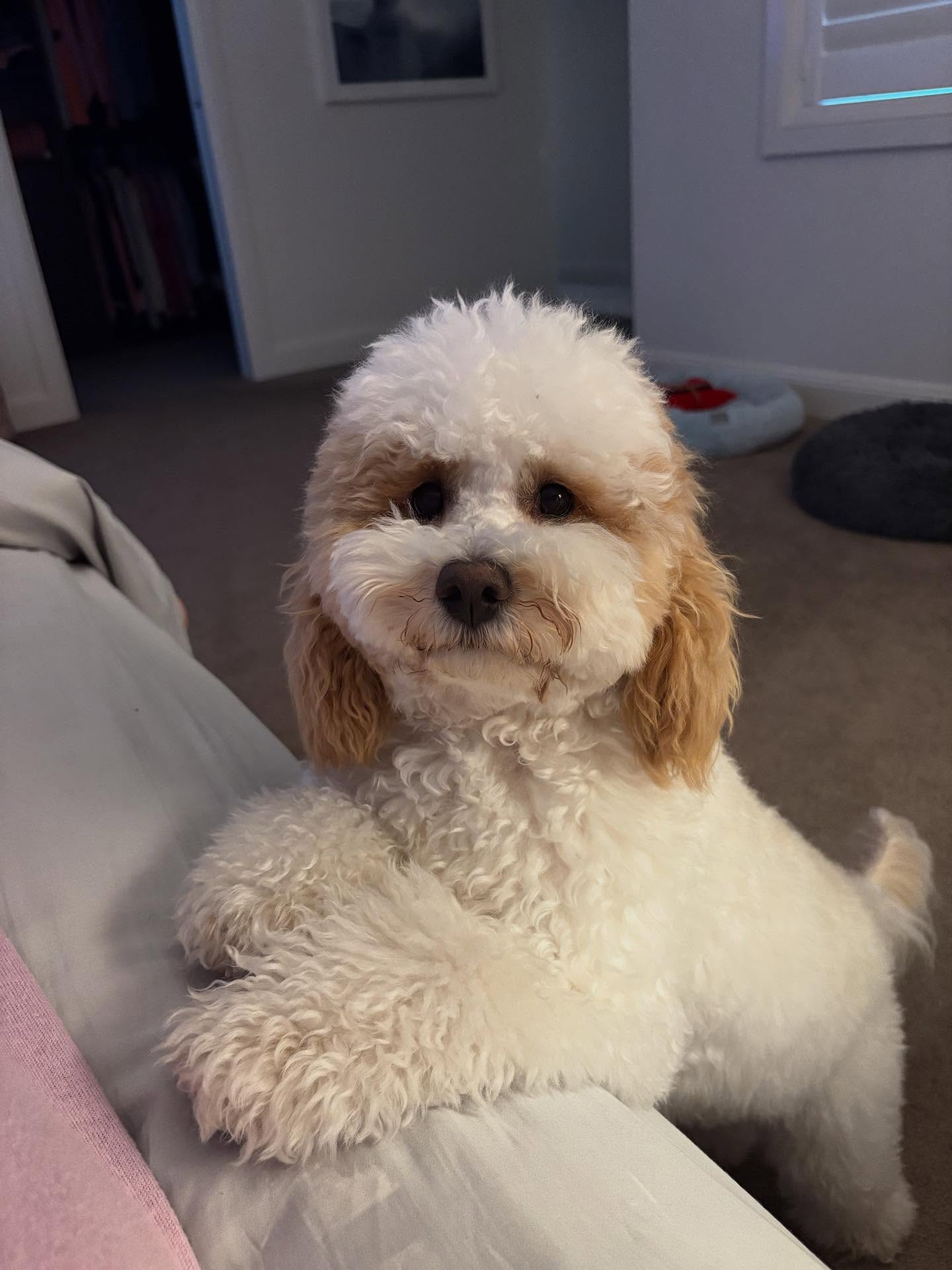 Happy 1st Birthday little Louie. You have bought so much happiness to our home when it was needed.