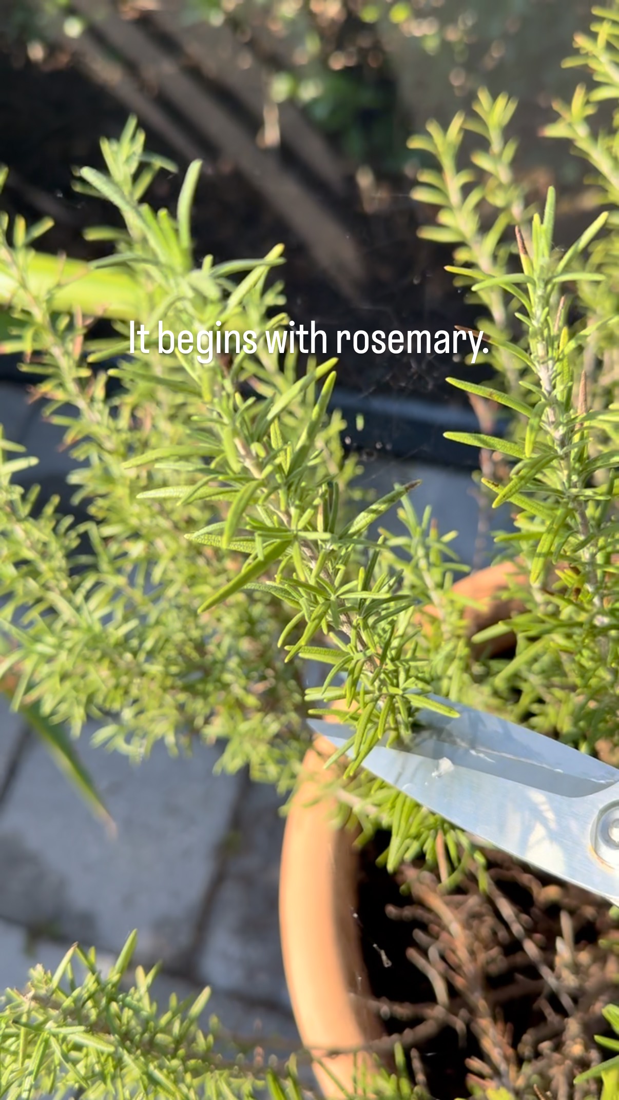 🌶️ + 🍯 + 🍊 = magic in a jar.
#sweetheat #homemadeandheartfelt #homemadeholiday