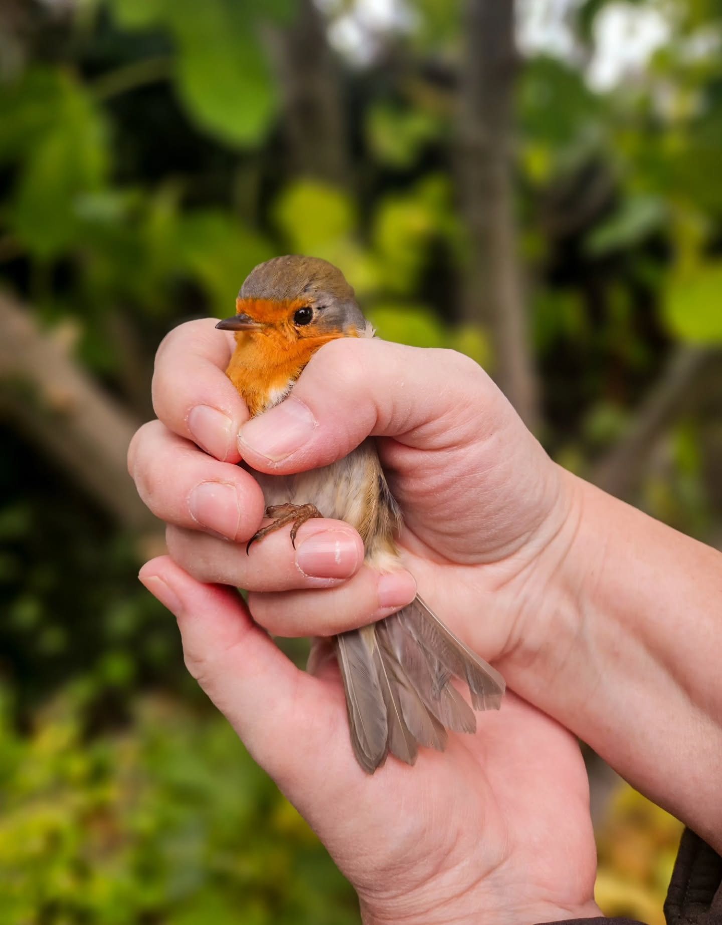 Mama vond een gewond roodborstje. Na een beetje verzorging vloog hij weer frank en vrij weg 🥰
Mattheüs 6:26
Kijk naar de vogels in de lucht: zij zaaien niet en maaien niet, en verzamelen niet in schuren; uw hemelse Vader voedt ze evenwel; gaat u ze niet ver te boven?