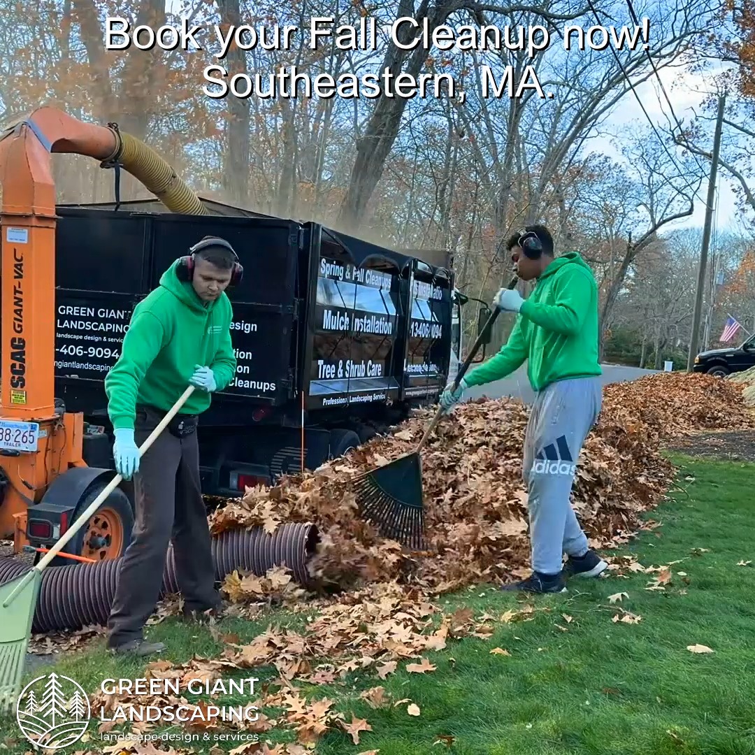 Book your Fall Cleanup now!
Green Giant Landscaping,
Southeastern, MA.
Call now for your free quote!
Landscape architecture
Planting
Land clearing
Tree and shrub care
Seasonal cleanups
Old overgrown shrubs removal
Mulch installation
Garden maintenance
Weed barrier fabric
Bobcat services
Professional Landscape Design.
https://www.greengiantlandscaping.com/post/fall-cleanup-2025-on-the-south-shore-ma-the-perfect-time-to-refresh-your-yard
Phone:
+1 413-406-9094
#landscaping #landscapedesign #gardening #gardendesign #landscaper #landscapearchitecture #treeandshrubtrimming #mulch #Massachusetts #southshore #newton #boston #hingham #marshfield #scituate #NewtonMA #scituatema #milton #canton #wellesleyma #SpringCleaning #shrubtrimming #shrubcare #plantingdesign #gardentransformation #springcleanup #mulching #cobblestone #cobblestoneedging