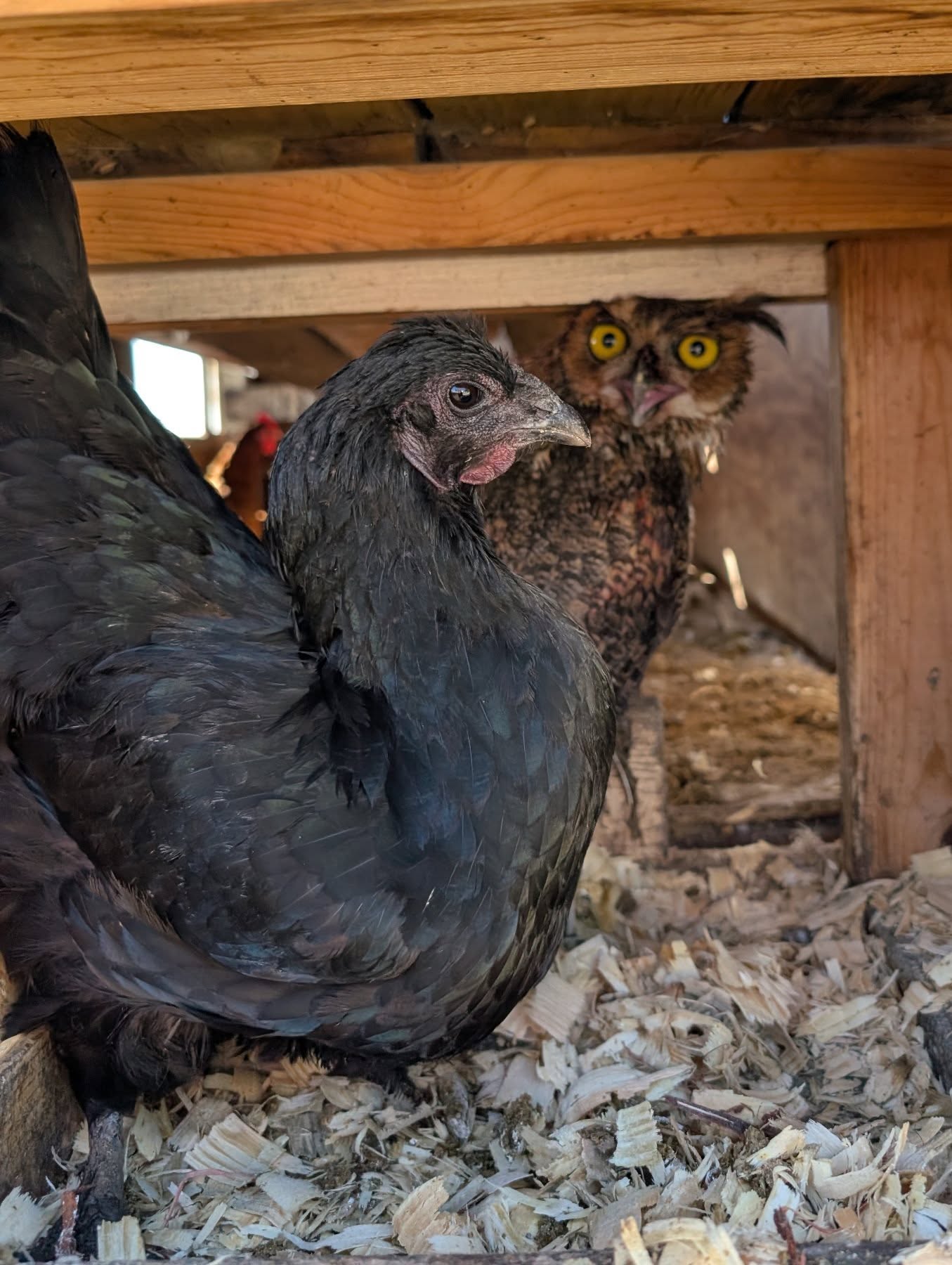 Ope, that's not supposed to be there! Big bastard cost me two chickens and thought he'd take a nap in the nesting box to digest.
...
#chickens #chickensofinstagram #greathornedowls #owl #chickensofig