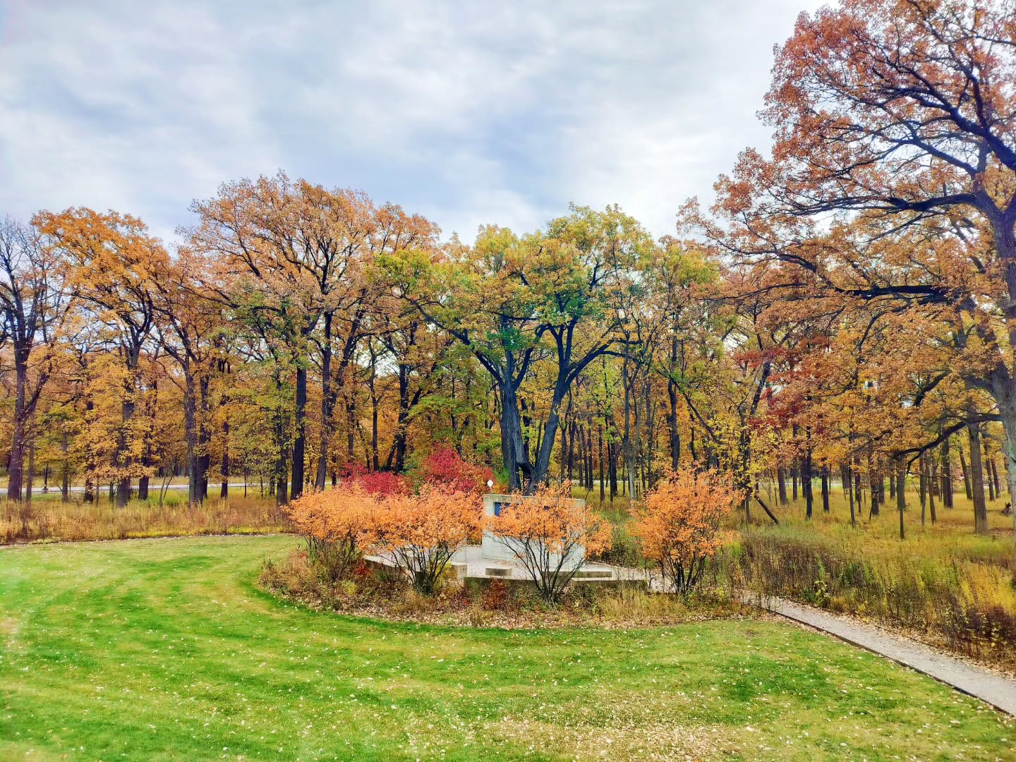 Tuesday Moment of Zen. The serviceberry and nannyberry shrubs are popping around the outdoor classroom and on the edge of the flatwoods. Peace, y'all.