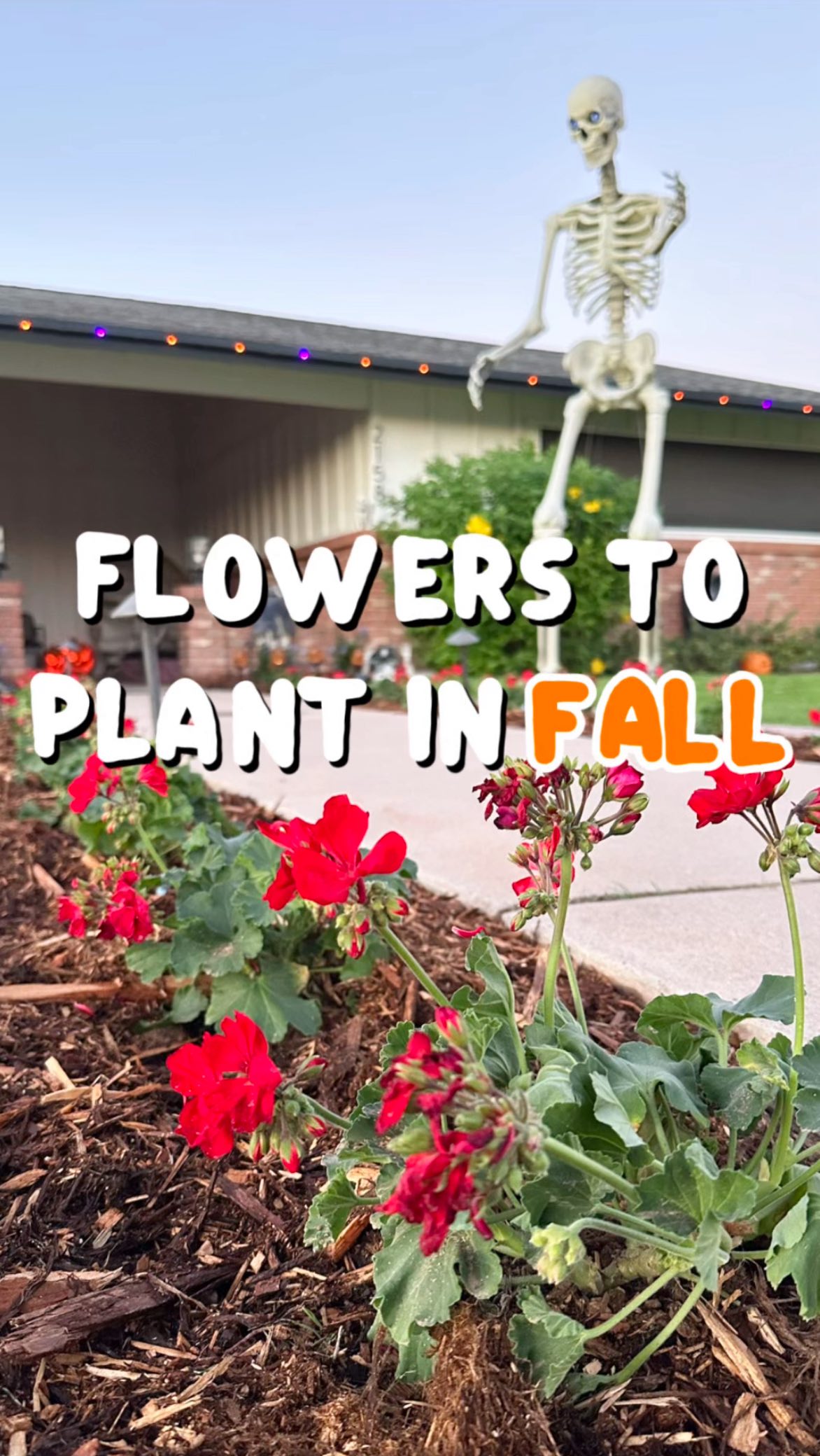 Happy Planting!! 🌼🍂🎃 #landscape #arizona #landscaping #arizonalandscaping #arizonaliving #flowers #fall #fallfun #fallgarden