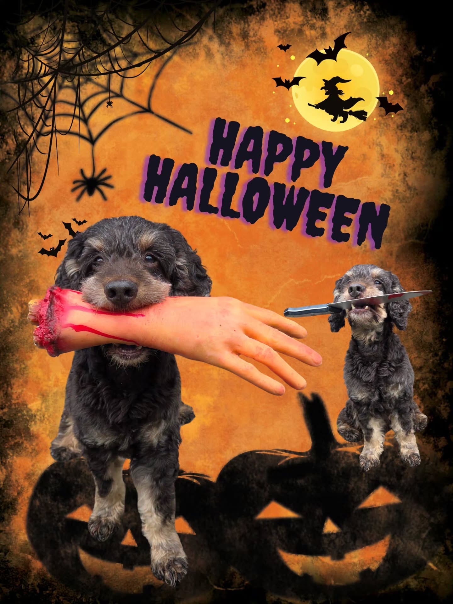 🎃 👻 I hope you all have a spooky day!
#dogtraining #dogtrainer #cockapoo #halloween