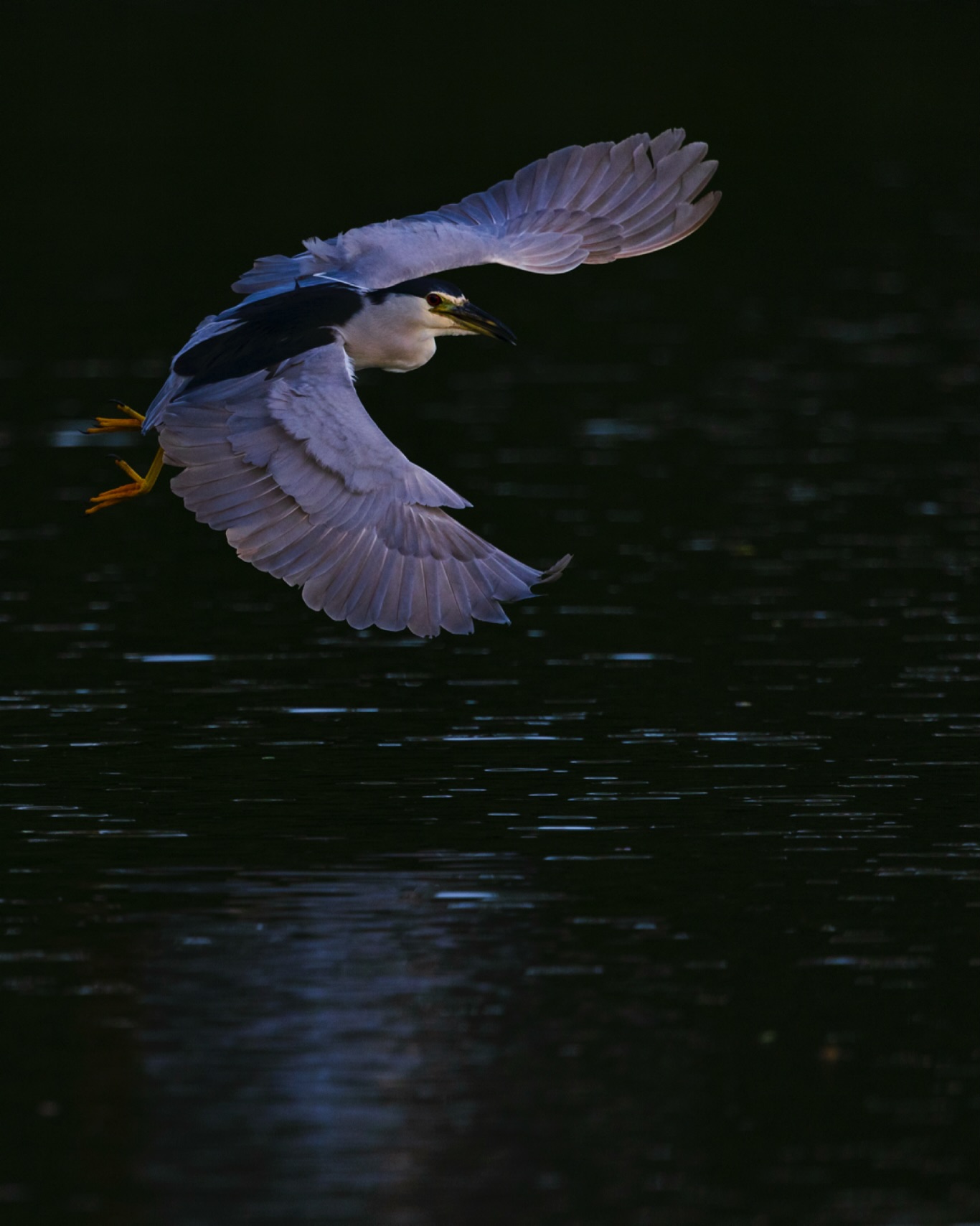 When this bird took to the wing I was most unprepared (at least I had my camera though) and grossly underexposed the picture. I mean I could run some prompts through the LLM of choice and generate some pseudopoetry about the great raven of the night springing forth from the abyss but where’s the fun in that?
☆
Black-crowned Night Heron
☆
#birdman #birdsofig #birding #birdwatching #birders #birdnerd #birdingtrip #birdingtours #birding_lounge #birdphotography #birdwatchingtours #bird_brilliance #birdistheword #birds_4you #birds_private #birds_adored #birds_illife #birds_nature #birds_captures #birds_daily #birdsofinstagram #birds_matter #birdsoftrinidadandtobago #trinidadandtobago #beautifulbirds #neotropicalbirds #blackcrownednightheron #birdyourworld