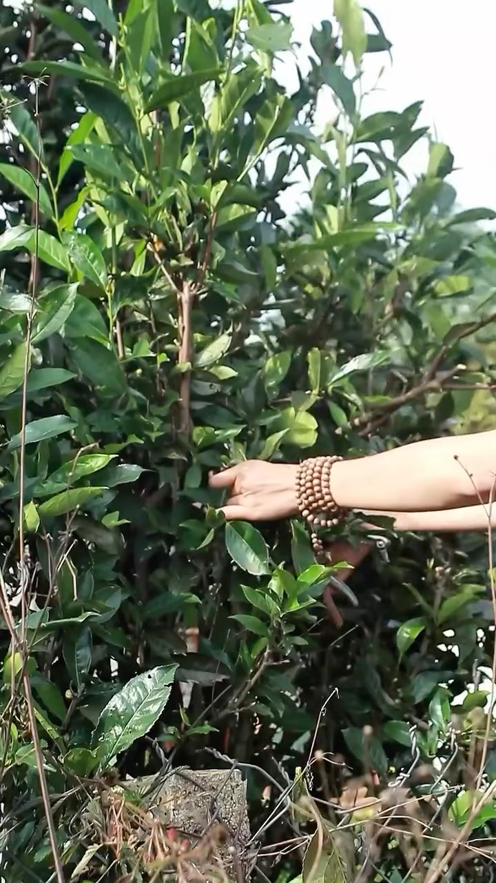 spring and autumn is for tea, winter is for coffee 🥰
#regenefarm #sustainableagriculture #teaandcoffee