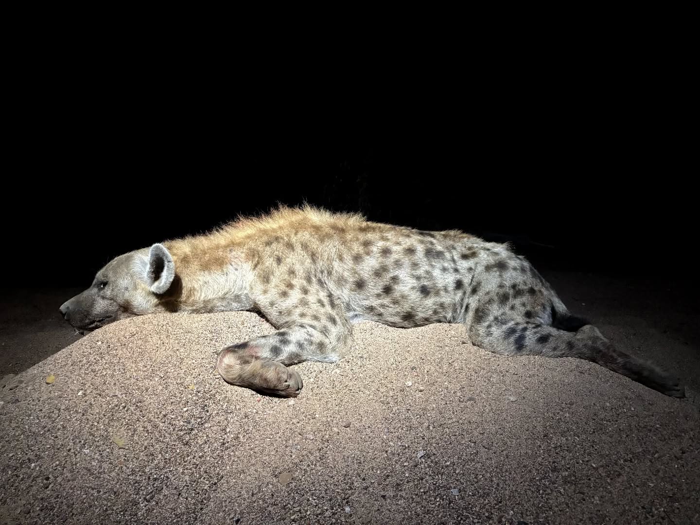 is the ultimate night hunt in Africa!
When these bad boys call back, the thrill hits so hard you’ll run out of skin for all the goosebumps. The intensity, the adrenaline, the raw wildness—nothing compares.
The question is… are you ready for the challenge?
#africa #hunt #huntingseason #hunting #hunter #nightsky
