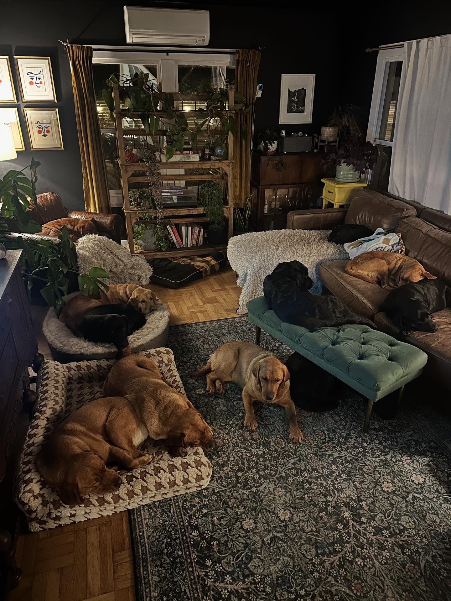 How many dogs can you spot?