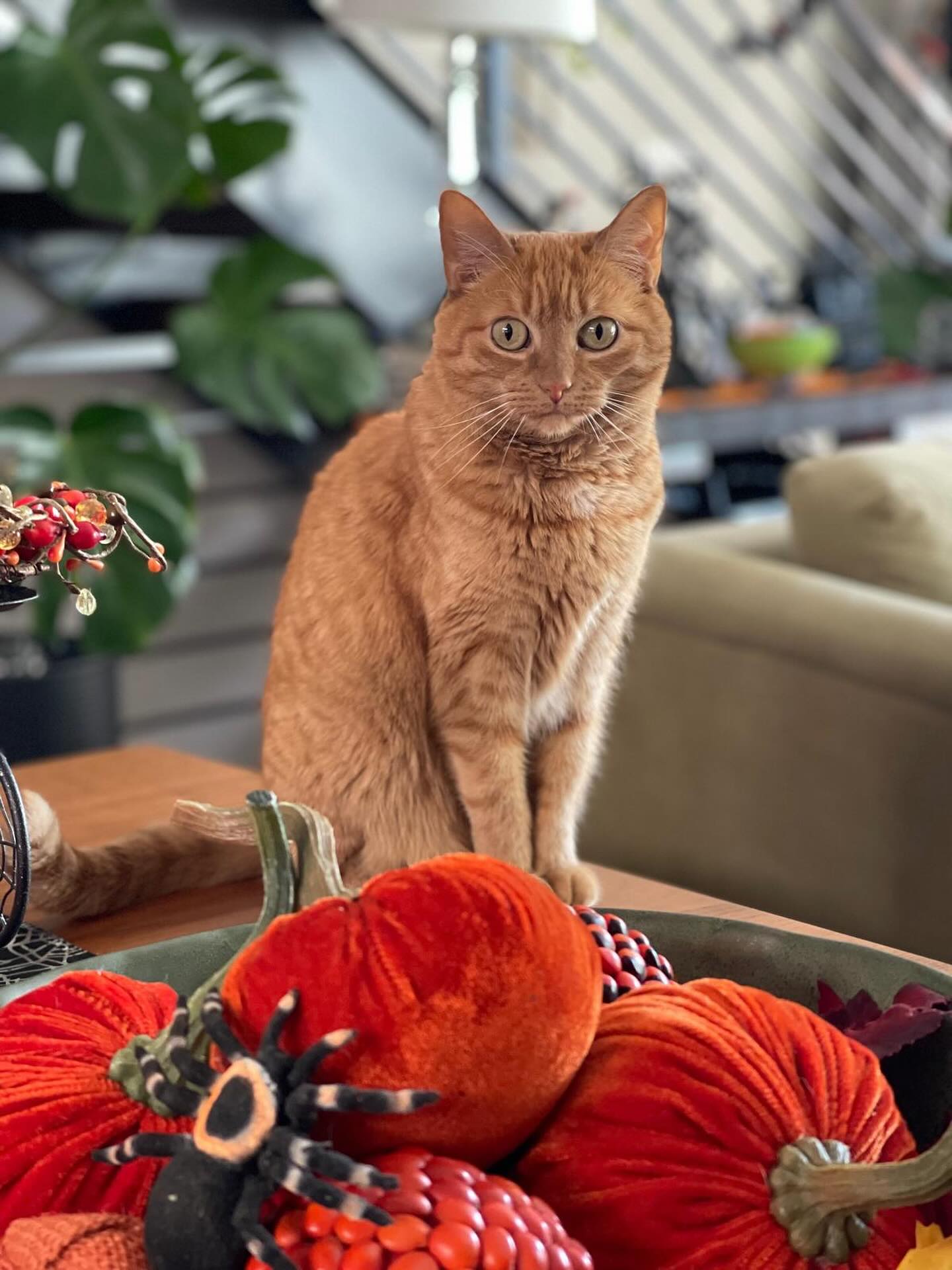 Nala blending right in with the š§”fall palette⦠proof that sometimes the best decor isnāt on the shelf. š
HAPPY HALLOWEEN š š¬
#MLDesignInteriors #AutumnVibes #WarmInteriors #SeasonalDesign #HomeDetails
