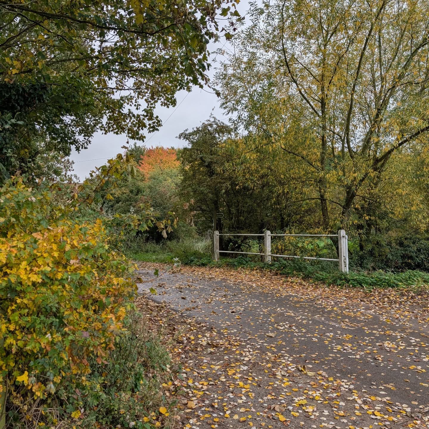 The studio won't be open till 1 on Friday as I need to take a poorly sheep to the vets.
It'll be open 10 till 4 on Saturday.
Many apologies but trust you understand .