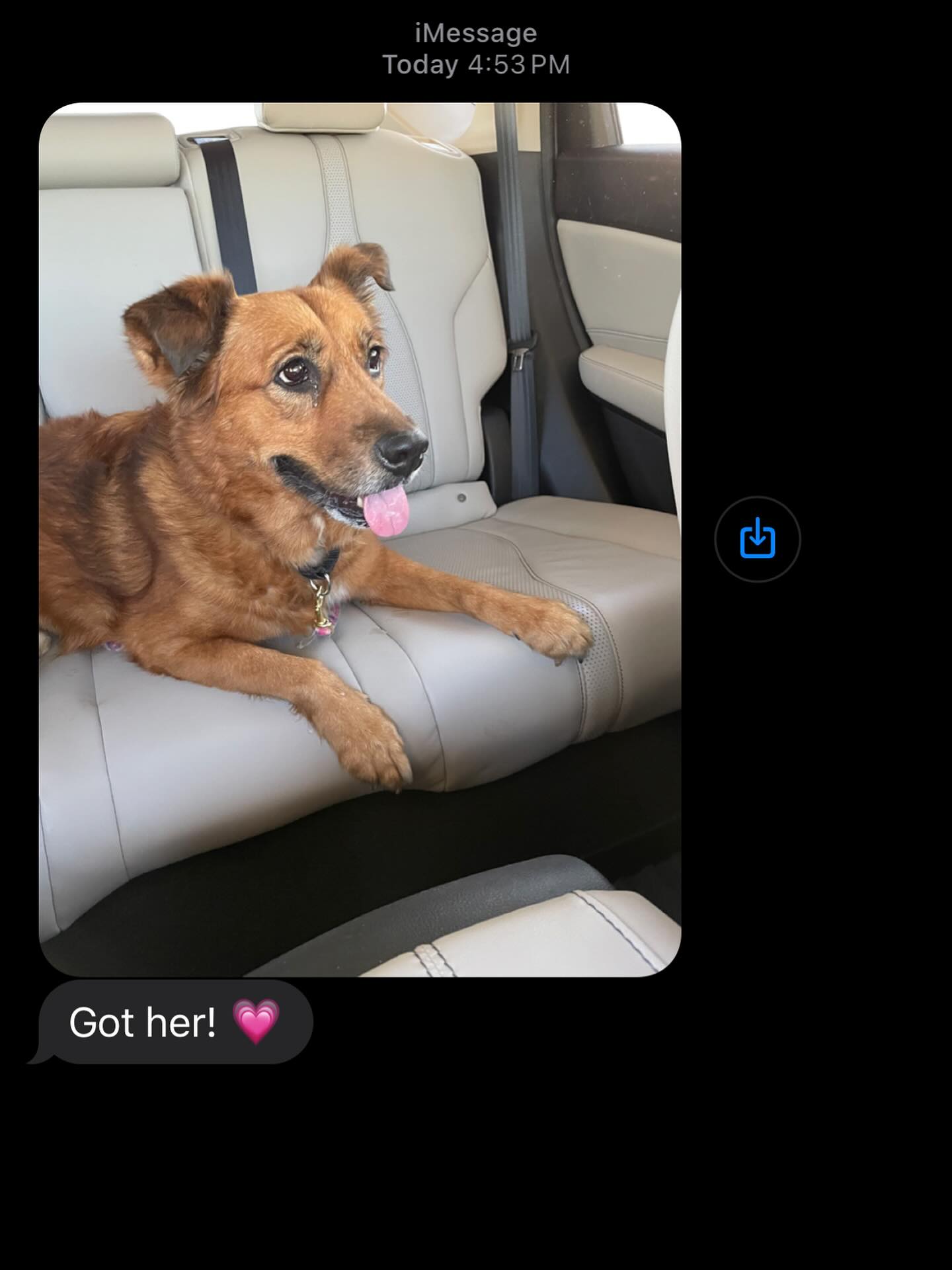Texts like this are the reason we love this community!! Sahara is now safe in a shelter foster home preparing for her big transport day at the beginning of December!
We can’t believe this girl sat in a kennel for 84 days at the shelter. We are BEYOND thankful to staff members for keeping her safe and happy every day and numerous volunteers for advocating so hard for her 🧡
Her amazing foster mom, Sandy Bentz, is already in love with her!! “She is the perfect dog”. Thank you Sandy for saving her life!