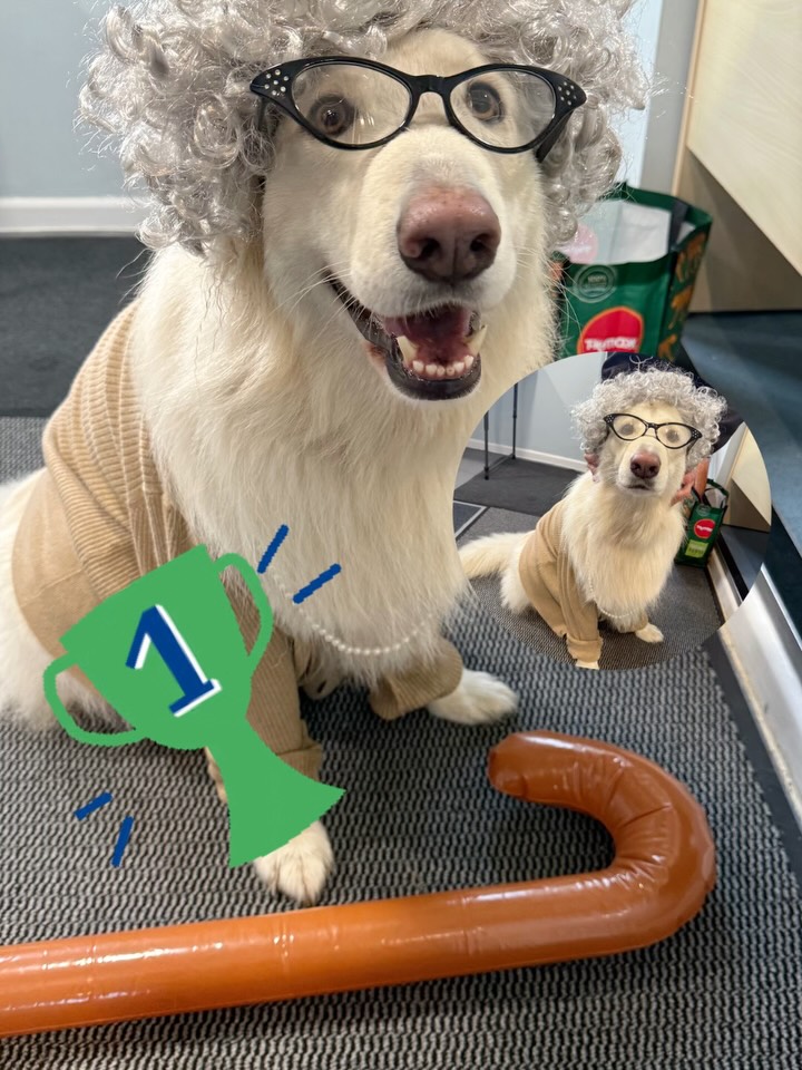 🎃 Costume Competition Results! 🎃
Here are our top 5 winners from this year’s costume competition! It was a super close call — only a few votes separated each of our finalists.
A huge thank you to everyone who took part — we loved seeing all the amazing costumes! 🐾
🏆 1st: Juno
🥈 2nd: Monty
🥉 3rd: Kobi
🎖 4th: Holly
🎗 5th: Daisy
We’ll be in touch with the winners soon about their prizes! 🎁
