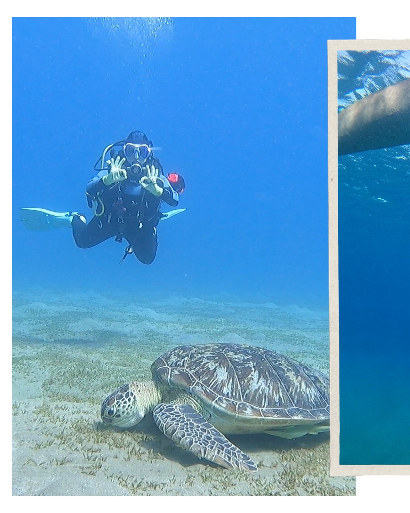 22 Odyssee-duikers, één missie: de magie van de Rode Zee ontdekken! 🌊 Van kleurrijke riffen tot onvergetelijke sferen — Marsa Alam gaf ons álles wat we zochten.
Wie dook er al in Egypte? Of staat het nog op je bucketlist? ✈️👇 Tag je duikbuddy, wie weet inspireer je samen de volgende groepsreis!
#OdysseeDuikers #MarsaAlam #RodeZee #Duikvakantie #underwateradventure