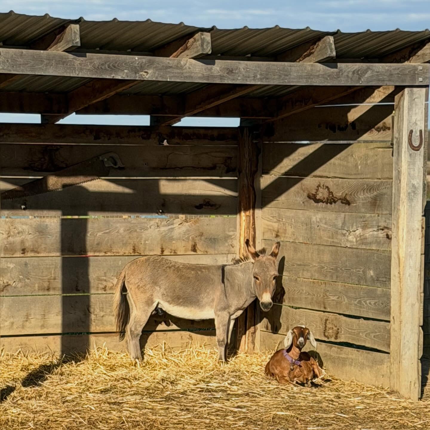 🎃 Happy Halloween! Today is the last day of the season! Come pick your pumpkins fresh off the vine, visit our friendly farm animals, take a hayride, explore the corn maze, and enjoy all the photo ops and fall activities! 🍁🐐🌽
#LastDay #LastChance #DontMissOut #PickYourOwn #DogFriendly #MonroeTownship #PumpkinPatch #Pumpkins #PumpkinFarm #PumpkinPicking #NewJersey #RedWagonFarm #RedWagonFarmNJ #MiddlesexCounty #NJFun #NJPumpkinPicking #NJPumpkinPatch #NJFamily #FallFun #FarmLife #FallVibes #AutumnAesthetic #FallSeason #PumpkinSeason #OctoberVibes #HelloFall #FallFeels #AutumnVibes #FYP