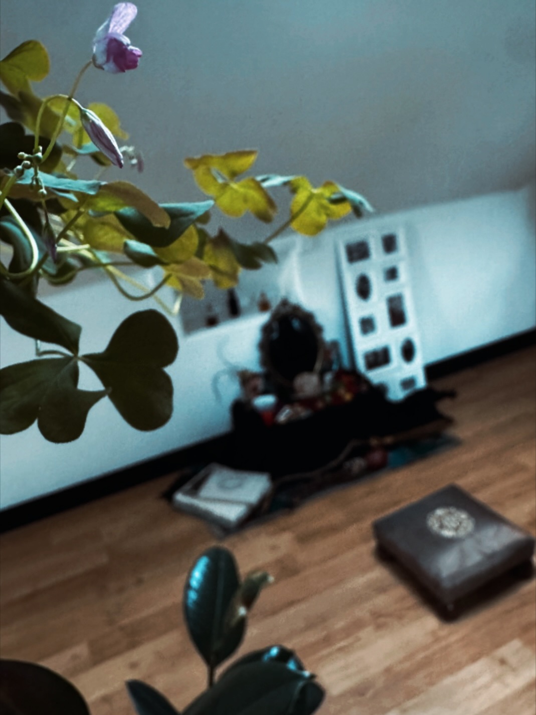 An ancestral altar not to worship, but to illuminate the threads of my lineage; choosing to reweave clarity, integrity, and gratitude through the tapestry.
This shamrock was gifted to me this summer from my grandmother. From bulbs that have lived through many soils, she opened her first west coast flowers the day I opened this altar.
This plant has lived through many generations alongside my family, a reminder of our resilience and adaptability, making the long journey all the way from the motherlands so long ago.
There is always an energetic altar in the unseen ancestral field at the base of our family tree. When we open to the ancestral roots, we remember how deeply woven are we.
As we honour the beauty and pain, we open direct lines of communication: subtle guidance, felt presence, as patterns reweave beneath the surface.
By reaching beyond the lived wounds, all the way to the Ancient Ones before the fractures and fragments, we access the medicine of our original DNA.
We are the living ancestors of tomorrow. Full presence in our field, brings full power to what we choose to leave.
I want to gift you Wisdom of the Ancients, a guided journey to support you reconnecting with your earliest roots and thread healing all the way back to & through the Source.
#samhain #ancestors #dna #source #ceremony #remember #roots #bless #familytree #lineage #ancientones #medicina #givethanks
Do you want it? ✨