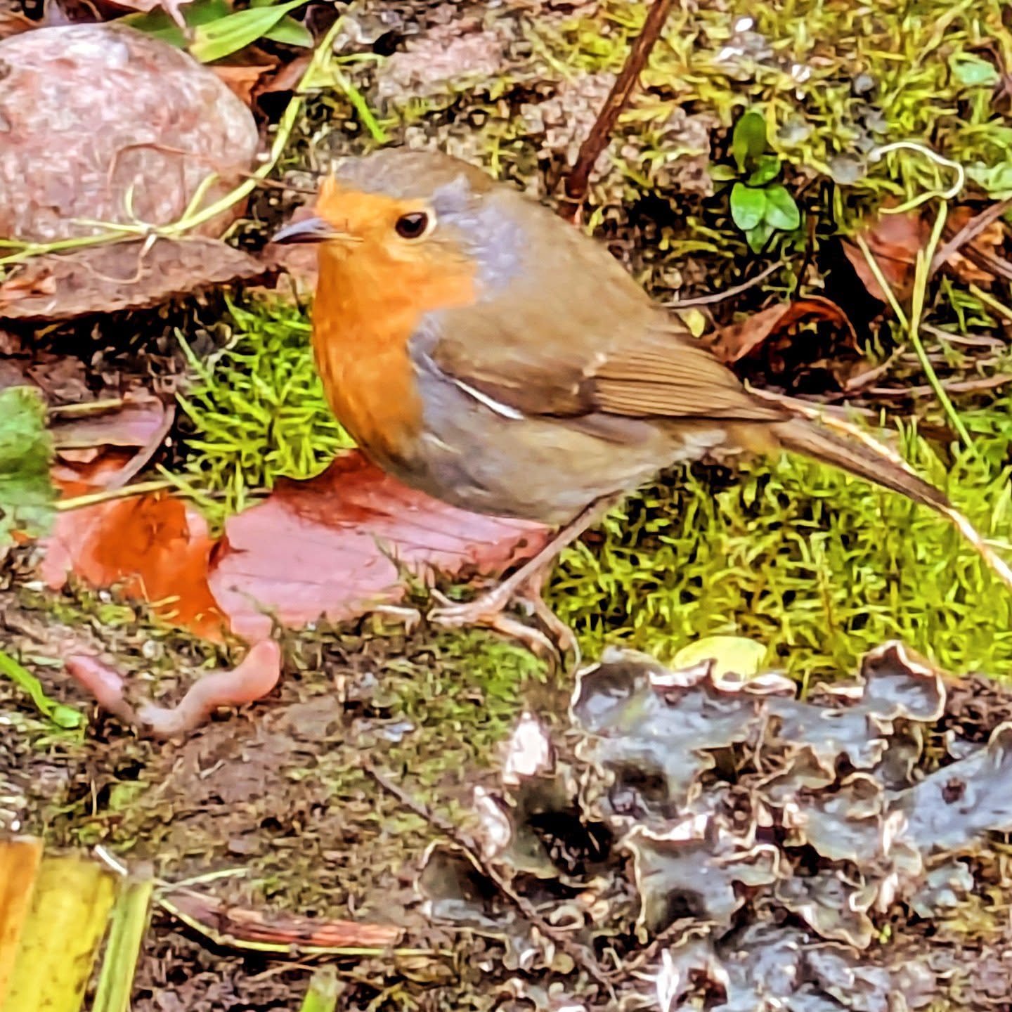 I had a little companion today in the garden. 😍😍🥰❤️❤️❤️
#gardeningtoday #gardening #gardeninspiration #garden #robin #birds #robinredbreast
#massageforwomen #massageforwellness #massagehebdenbridge