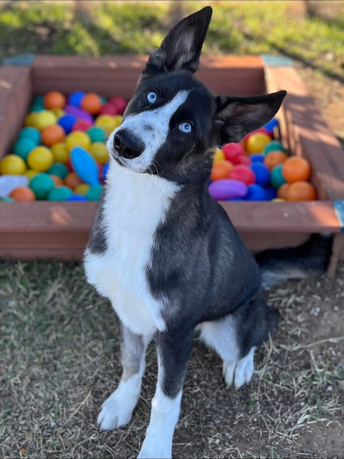 💖Transport Foster Needed Until 12/10💖
Sweet girl has been at the shelter for 47 days and is getting the chance of a lifetime! The only thing she needs is a short term local foster!
Meet volunteer favorite Miss Shay! She was tagged for transport back on October 18th and has been waiting patiently ever since. Could today be the day someone picks her? Volunteers love spending time with her because it was so effortless. She is medium energy! Well mannered for being so young. Good leash manners. Easy to handle. A very good girl and perfect combo of exploring and getting attention. She is beauty and brains. Just need one person to be her hero/heroine!
💖Shay 59400917
⭐️Female, Spayed, 9mth, 45 pounds
💖Dog friendly, goes into play group
⭐️Very easy to handle, leash, walk
💖Well mannered and good energy! Jumped up a little, but easily corrected.
⭐️Smart. Knows sit and down. Working on shake.
💖Very treat motivated, takes gingerly
⭐️Transport Date 12/13 Return Date 12/10
💖Fort Worth Animal Care & Control: SOUTH SILCOX 4900 Martin St. FW, TX 76119
⭐️Please send email to save her life! FWACCfoster@fortworthtexas.gov