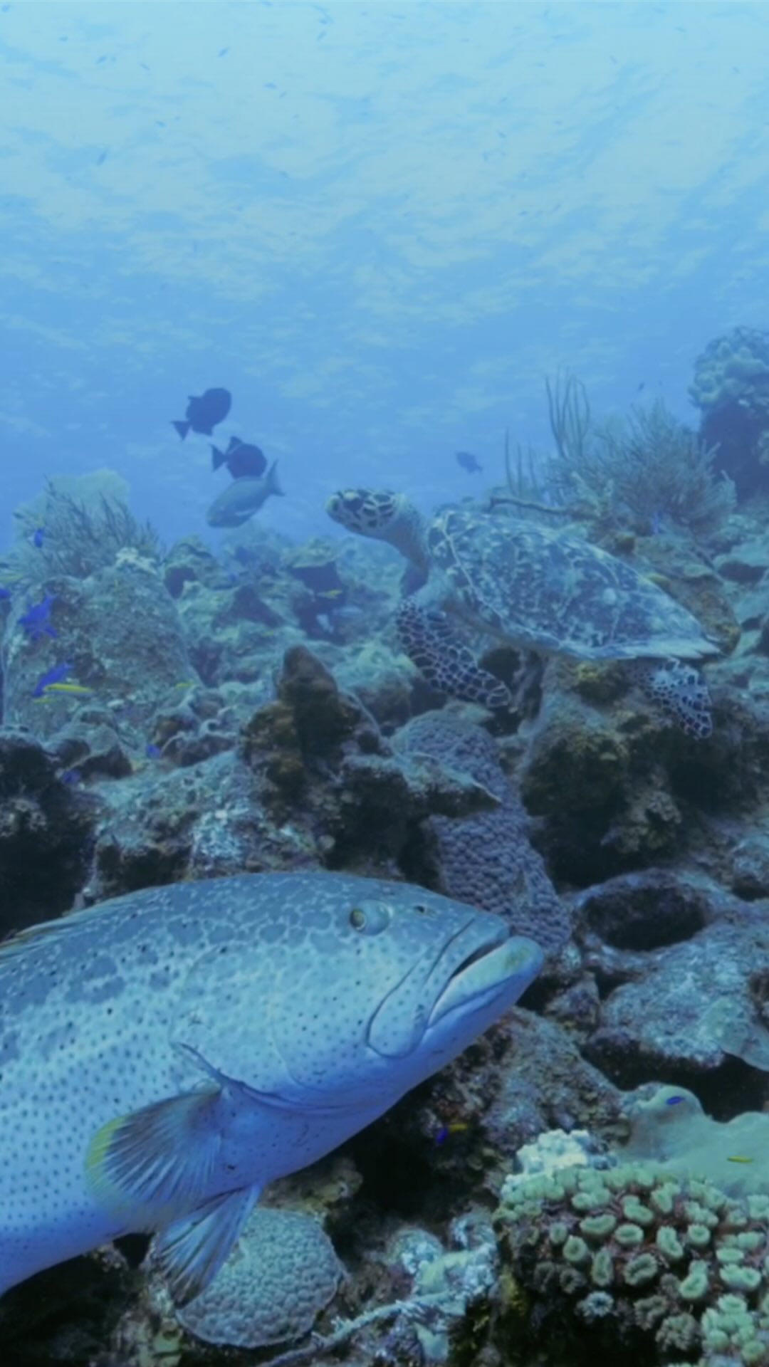 Sun, sand, and spectacular reefs — all taken care of! 🌊
Your all-inclusive diving package at Club Med Columbus Isle includes:
* 12 dives
* Round-trip flight from Miami
* 7 nights all-inclusive stay
* Drinks, meals, and entertainment
✨ This exclusive package is offered only through TravelBootik and @onlyblue_divingdreams .
Available only for these weeks: Apr 25–May 2, May 9–16, & Jun 6–13, 2026.
Limited availability! Don’t just dream it — book your Bahamas diving escape today (link in bio).
#BahamasDiveTrip #LuxuryTravel #BahamasDiving #TravelBootik #ScubaParadise #DiveBahamas #ScubaTravel #AllInclusive #ClubMed