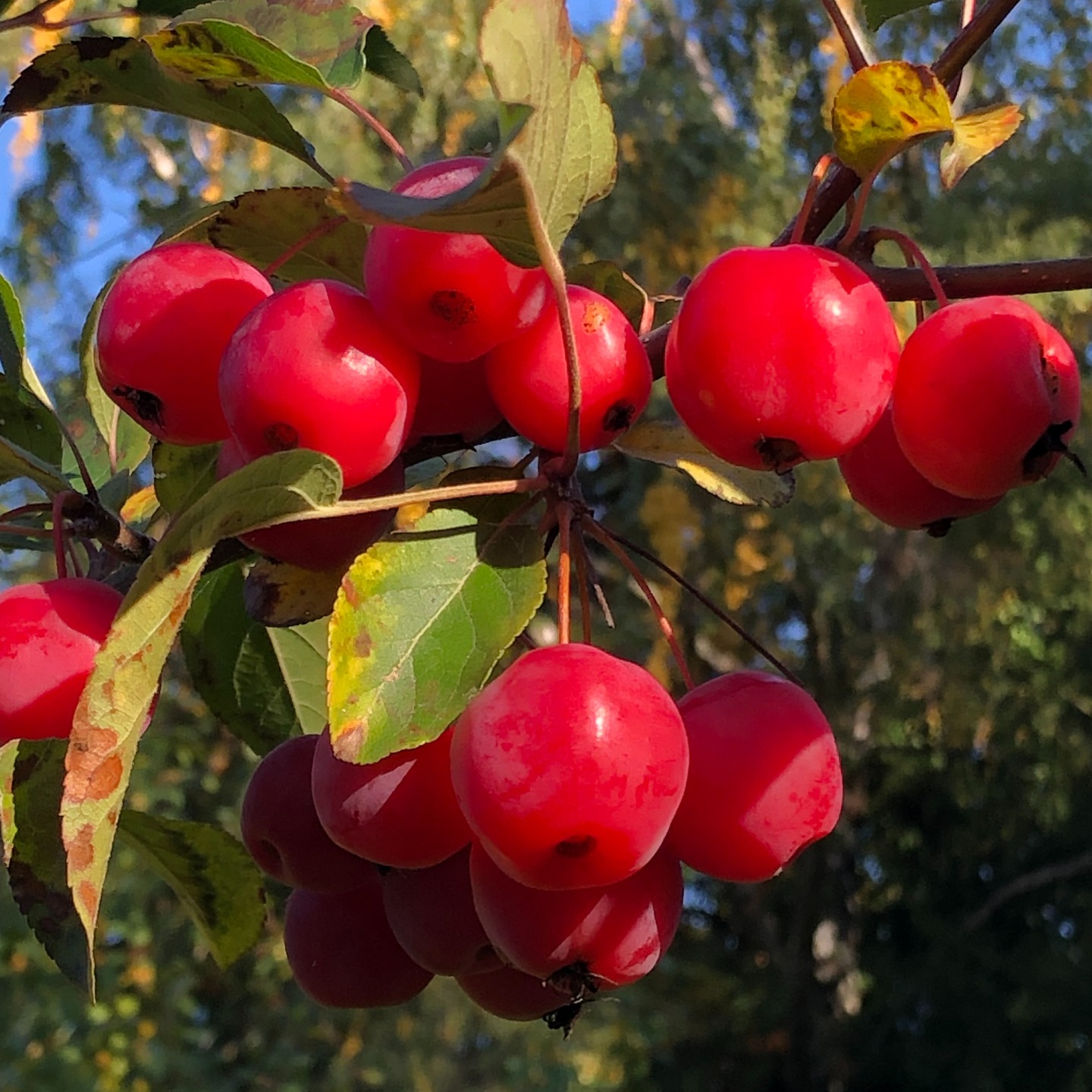 Jetzt ist die richtige Pflanzzeit!
Der Zierapfel 🍎 Red Sentinel’ ist ein echtes Highlight für jeden Garten! 🌿
Im Frühjahr begeistert er mit einer üppigen, weißen Blütenpracht,
die Bienen 🐝 und Insekten anzieht.
Im Herbst hängen seine leuchtend roten, kleinen Äpfelchen an den Zweigen – oft bis in den Winter hinein – und bieten Vögeln wertvolle Nahrung.
Pflegeleicht, winterhart und farbenfroh – der perfekte Baum für naturnahe und klimafeste Gärten! 🍎🐝🍂
Mehr über den Red Sentinel könnt ihr auf meinem Blog lesen
#zierapfel #redsentinel #bienenfreundlich #vogelfreundlich #gartenideen #ziergehölz #herbstgarten #blühendergarten #gartenpflanzen #naturgarten #klimafest #gartentipps #bienenweide #zierapfelbaum #wildlifeimGarten