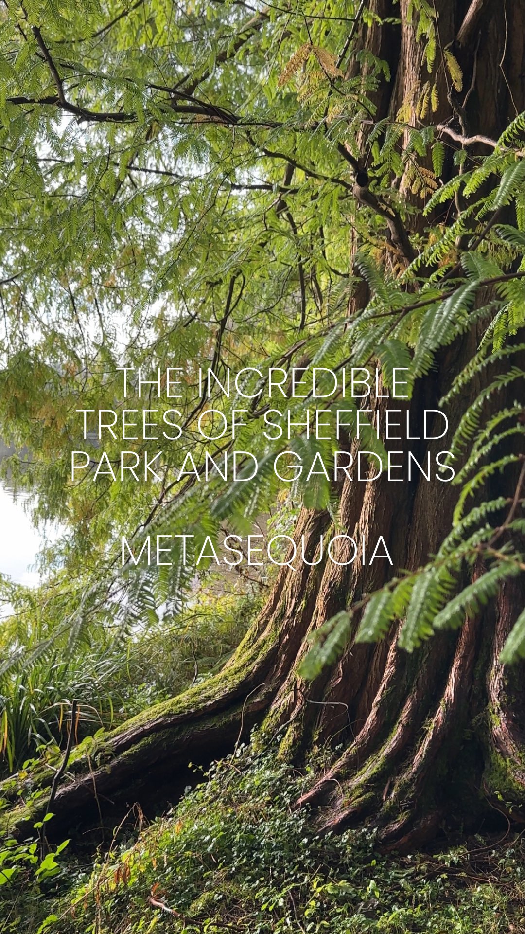 The final reel in our tree series! We couldn’t think of a better way to wrap things up than with the spectacular Metasequoia, AKA the Dawn Redwood.
Why this tree is a showstopper:
This one’s a bit of a legend.
Feathery, fresh green needles in spring and summer, a jaw-dropping display of golden and coppery hues in autumn, and in winter? Its sculptural silhouette and reddish bark absolutely steal the show. It’s like the tree version of an Oscar winner - always stunning, always in the spotlight.
Perfect for any garden vision: If you’ve got space for this fast-growing beauty, it’ll reward you with decades of shade, height, and texture. Plus, it’s not too fussy, just give it some sunlight, moist soil, and room to grow, and it’ll thrive while looking effortlessly elegant.
A tree with a story: The Dawn Redwood has serious history cred. It was thought to be extinct until rediscovered in China in the 1940s - basically a botanical mic drop. Now, it’s a favourite in gardens worldwide, connecting us to the Earth’s ancient past while looking downright modern in a landscape. We think conifers are making a serious comeback, no joke!
Thanks for joining us on this tree-filled adventure!
We’ve had so much fun geeking out over these leafy legends with you. Got a favourite from the series?
Drop it in the comments, we’d love to hear which one stole your heart 🌳💚🙌
⸻
ABOUT: Joe Perkins Design is a multi-award-winning landscape design consultancy, creating innovative outdoor spaces that celebrate the environment, wildlife, and biodiversity. Working across the UK and internationally, we partner with clients who share our passion for sustainable and visionary design. Discover more about our work at: www.joeperkinsdesign.com