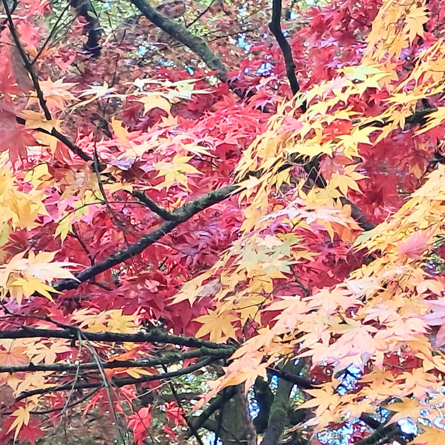 Chet Baker's 'Autumn Leaves' perfect #chetbaker #autumnleaves🍂
