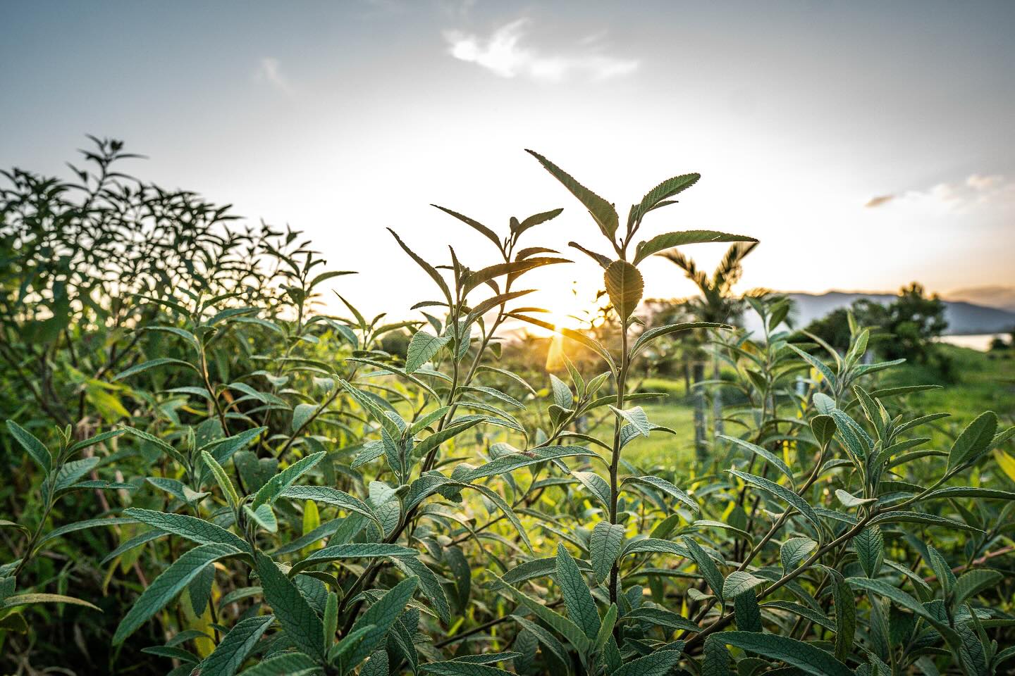 Você já ouviu falar da erva baleeira? 🌿
⠀⠀⠀⠀⠀⠀⠀⠀⠀
O seu nome não é por acaso.
Antigamente era usada para tratar os ferimentos dos pescadores que trabalhavam na caça às baleias.
⠀⠀⠀⠀⠀⠀⠀⠀⠀
Esse arbusto que cresce livre pela costa brasileira possui o poder de ser anti-inflamatório, analgésico e cicatrizante.
⠀⠀⠀⠀⠀⠀⠀⠀⠀
Uma planta simples, considerada “daninha” por muitos — mas que a sabedoria popular transformou em remédio.
⠀⠀⠀⠀⠀⠀⠀⠀⠀
Quer saber mais sobre a erva baleeira?
⠀⠀⠀⠀⠀⠀⠀⠀⠀
O lançamento do zine está chegando! 🌿 Em breve você poderá conferir o conteúdo completo na bio. Para saber como garantir sua cópia física, envie uma mensagem para nós 🌺
📸 @grundlingfilmes