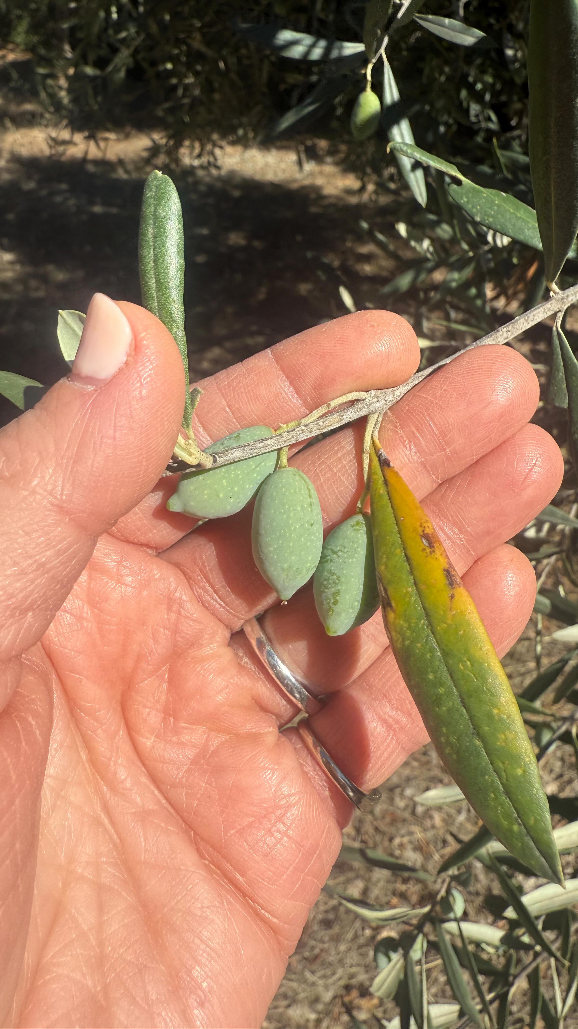 Unpacking some treasures from #greece 🇬🇷
.
This Olive Oil soap from the Sparta Olive Oil Museum is #hitting 🫒 all natural, super emollient, and luscious!
.
Olive Oil plays a big role in my life - as a holistic woman, herbalist and as a fertility awareness educator.
.
One simple lifestyle shift I encourage women to add is incorporating healthy fats into their diet and onto their skin (because our skin absorbs it!)
.
I’m curious, Do you moisturize with EVOO?
.
This is where Mistras Estates #oliveoil comes in…it’s not just any olive oil…it’s OLIVE OIL that is PURE, UNADULTERATED, and CREATED WITH LOVING ATTENTION.
.
I want you to nourish yourself today, maybe with some fine a$$ olive oil!!!
.
Let me know if you need a bottle of this liquid gold for yourself. Email support@innerseasonswellness.com for more info. #selfcare #adventure