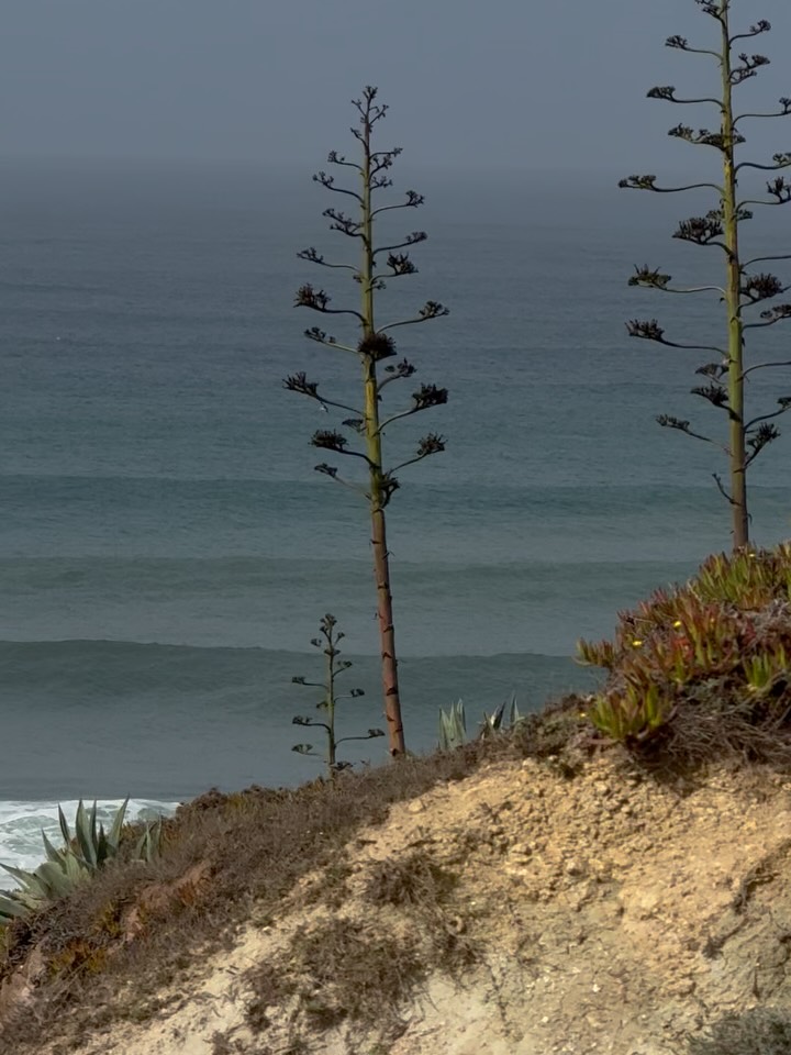 Enjoying lasts days of the season and remembering how we got to be at this right place, where we enjoy our life’s
#casatudobem #tudobem