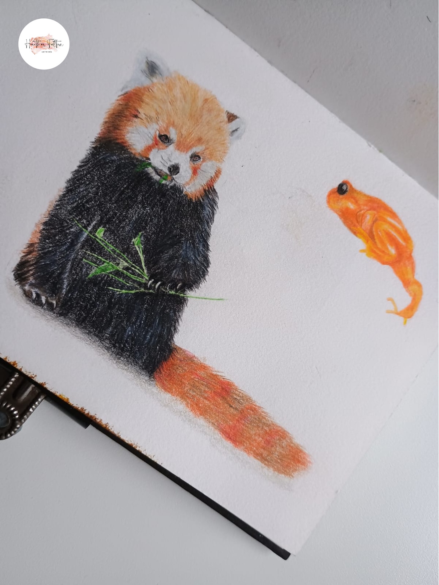 Red panda and frog from my sketchbook drawn last year 🤩
#redpanda #frog #sketchbook #colouredpencils #animals