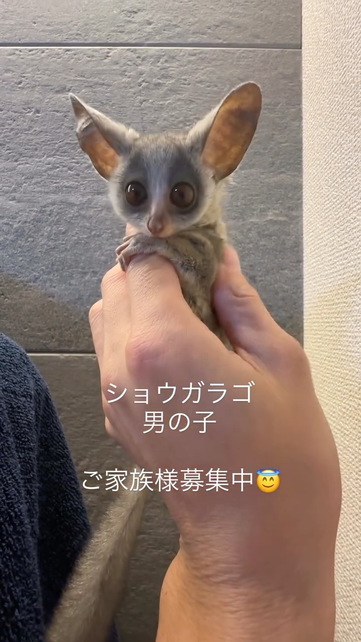 #ショウガラゴ
#ショウガラゴブリーダー
#ショウガラゴのいる生活
#愛知県下最大級ショウガラゴショップ
#ショウガラゴベビー販売
#ショウガラゴ販売
#お猿
#公式ショウガラゴショップ
#ショウガラゴショップ