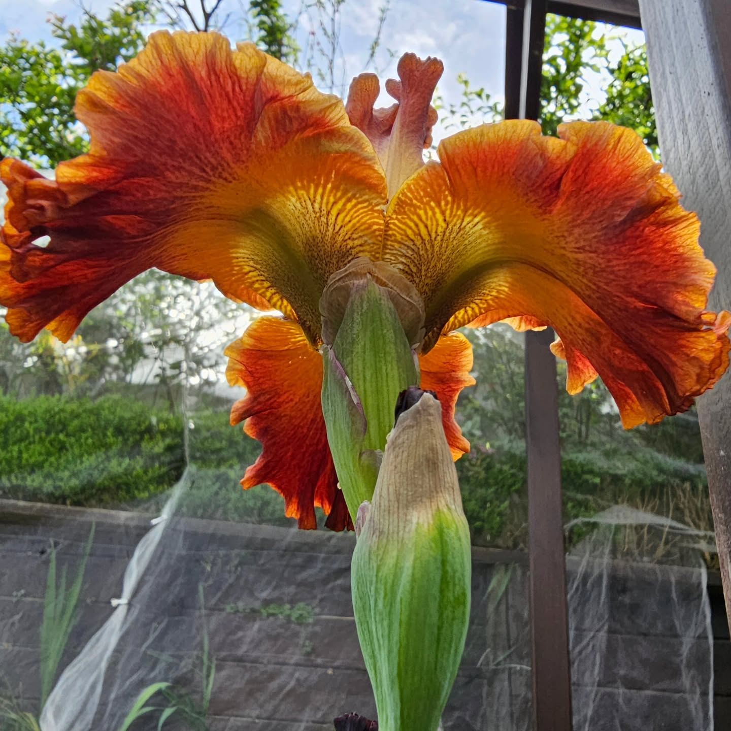 "Coppatonic", a great name for this Iris blooming in my garden at the moment.
🤔Thinking of how to use this beauty in an artwork....
#photooftheday #photosoftheday #textileartist #artquilter #mixedmediatextileartist #inspiredbyflowers #inspiration #creativeinspiration #irisflowers #iris #inmygarden #inmygardentoday #inspiredbycolour #spring #springcolours #flowersofinstagram