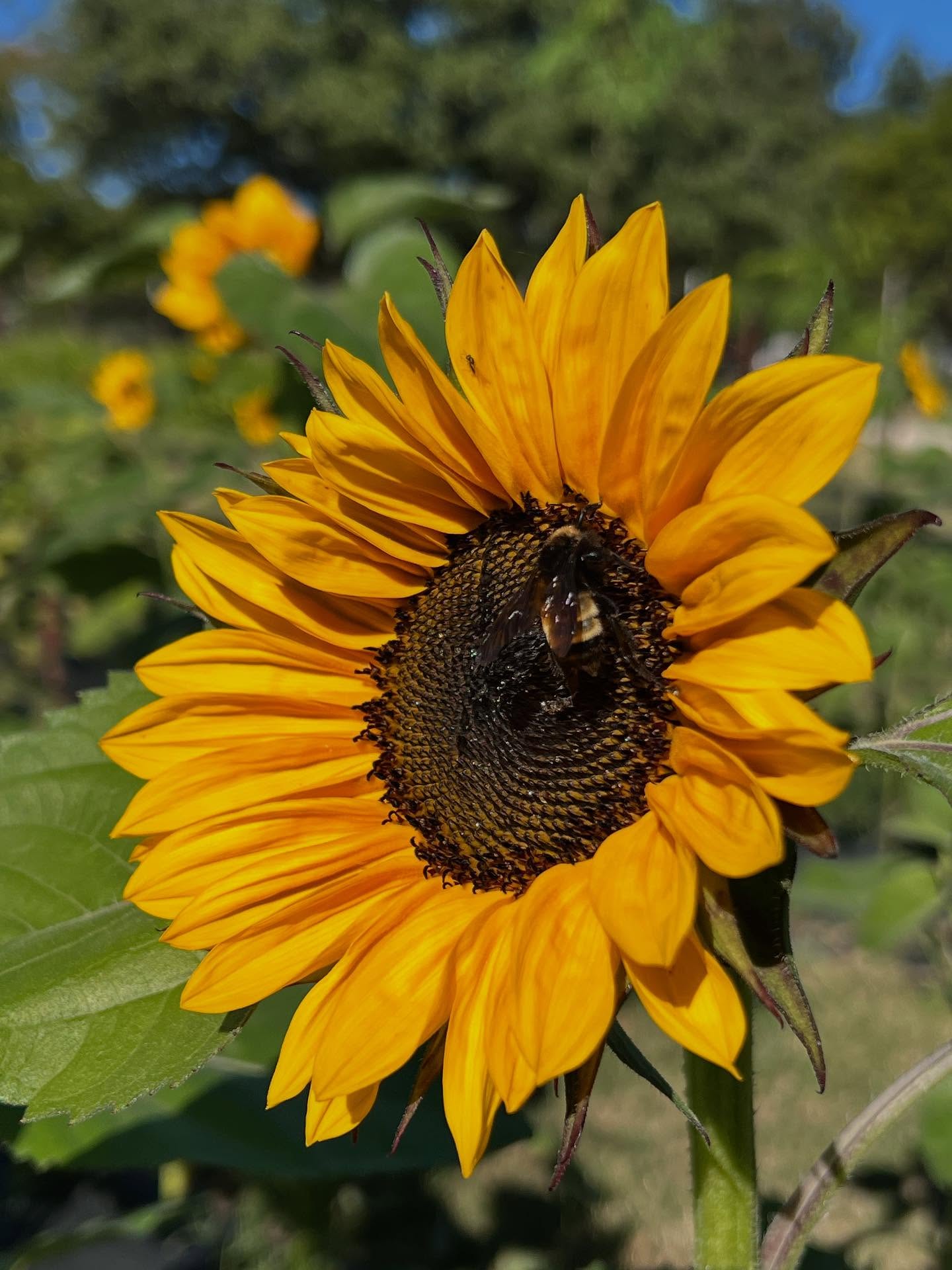 You pick em flowers and pumpkin patch open this weekend! Friday- Sunday 9-6 :) come pick flowers and snatch up the last of our pumpkins 🎃