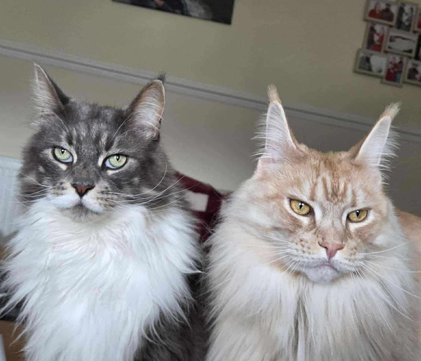 Quattro and Dahnka, two of the most beautiful Maine Coons we’ve ever met😻 We’ve been grooming them for years now and we still get so excited knowing we’re going for a snuggle off them❤️
#mainecoon #catowners #catsofscotland #catgrooming