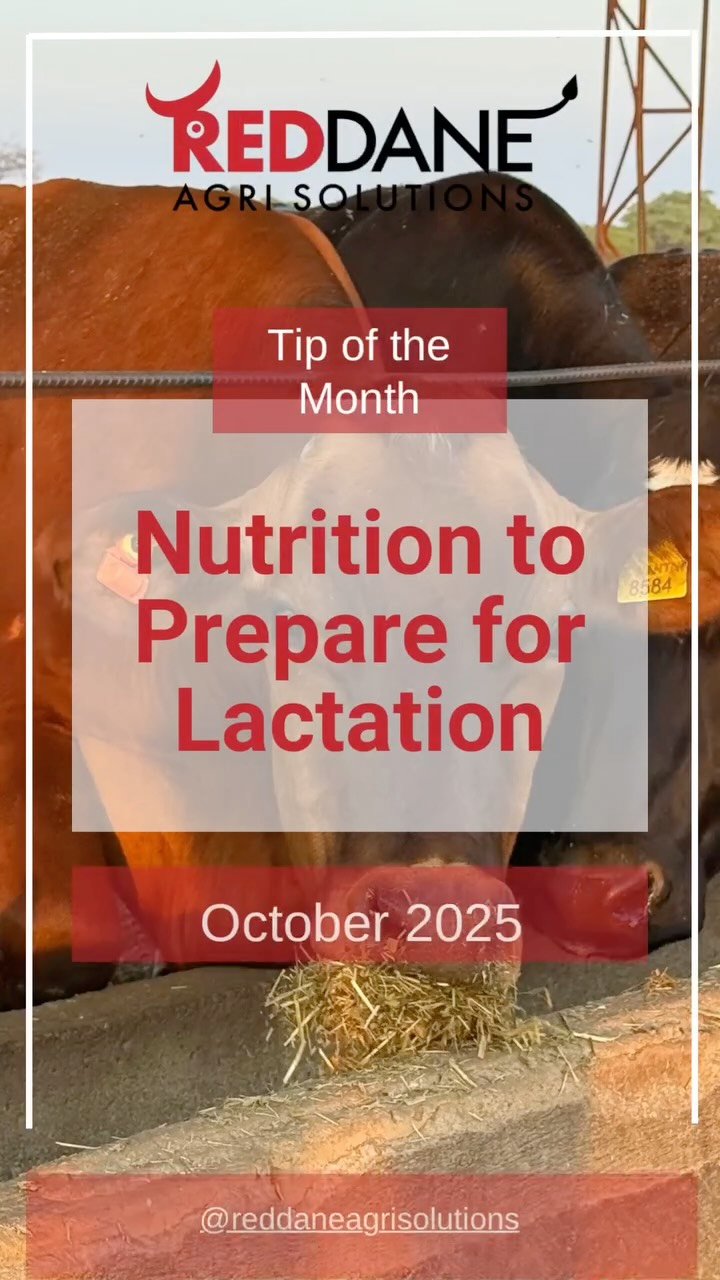 October’s Tip of the Month is out, and it focuses on the highly important topic of the nutrition that is required in the dry period to prepare your cows for lactation.
This period, particularly the steam up period, is critical to avoid metabolic diseases and for ensuring the success of your herd.
The mineral and protein balances during this time are very delicate - unless you have expert management for home mixing, we highly recommend using a finished steam up meal to make sure the balance is correct.
#reddaneagrisolutions #nutrition #cattlenutrition #drycow #steamup #lactationpreparation #dairyfarming #zimbabwefarming #wearelivestock