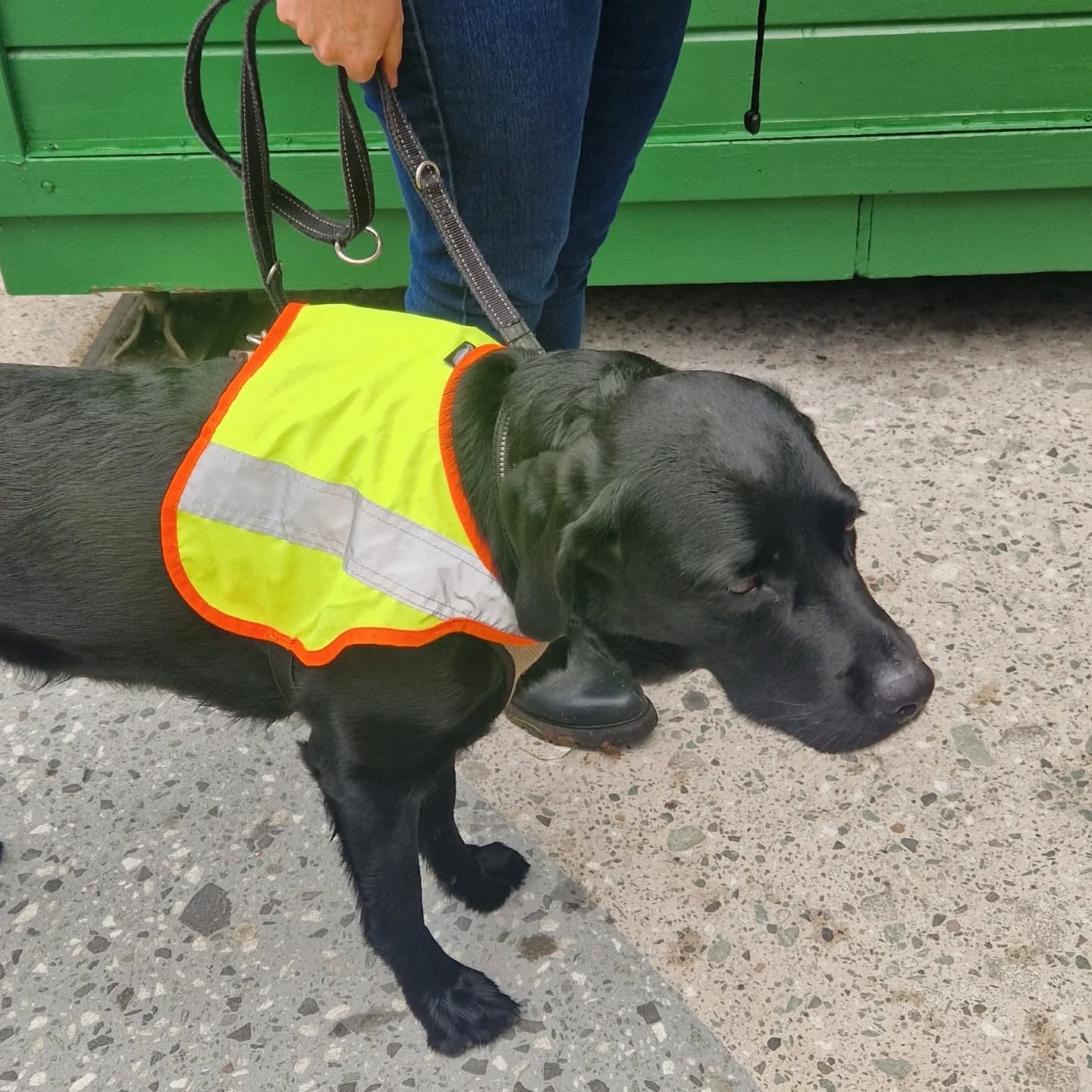 ❤️-liche Gratulation dem Team AMY zur bestandenen ESA-Prüfung 🐕🥳
#emotionalsupportdogschweiz #esaprüfung #teamprüfung #emotionalsupportdog #esa #emotionalsupportanimal #vereinpawsandyou #pawsandyou #gemeinnützigerverein #hilfshunde #zürich #schweiz