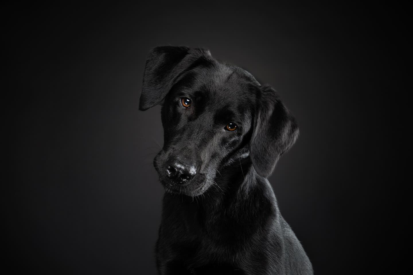 Zwart op zwart 😍 één van m’n favoriete combinaties. Ik krijg regelmatig de vraag of de vachtkleur uitmaakt bij de achtergronden, nou één ding is zeker: iedere hond kan voor iedere achtergrond. Zelfs donker op donker en licht op licht.
Wat vind jij van deze combinatie?👀
#fotoshoot #studio #hondenfotografie #huisdier #hond