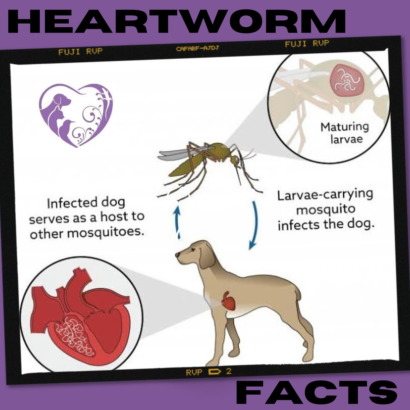 Heartworm is a silent killer. Without being on the yearly injection, you must be vigilant with giving monthly preventatives to keep your pet safe. It only takes one mosquito bite carrying the microorganism to infect your pets blood and travel to the heart.
Late stage signs of heartworm are coughing and lethargy. If you have missed a monthly treatment, contact the clinic to arrange a heartworm test and have the results within 10 minutes. Book with our nurses online hintvet.com.au
#heartworm #knowledge #pets #vet #dog #cat #monthly #parasite #microorganism #heart #test