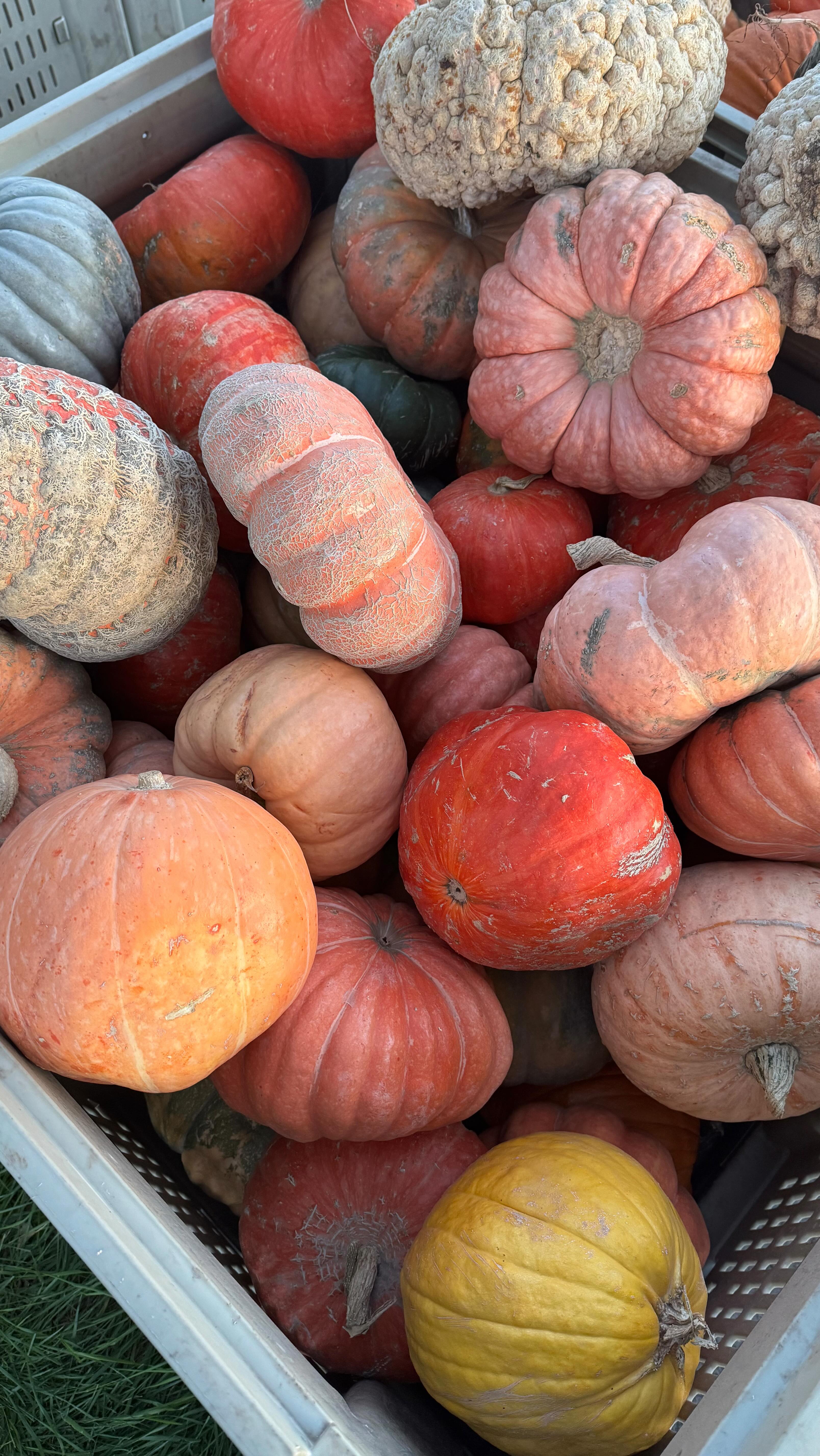 ๐ Harvest Party at Ten Mile Farms ๐ถ๐ฝ
As the season comes to a close, weโre celebrating one last day together at the farm! Join us for our Harvest Party โ a day full of food trucks, live music, and all pumpkins on sale as we soak up every last bit of fall magic. ๐โจ
Weโre so grateful for every family, friend, and smiling face that made this season one to remember. Your laughter in the corn maze, your photos in the pumpkin patch, and your support have meant the world to us. โค๏ธ
Letโs make one more round of memories together before we say goodbye to another beautiful season at Ten Mile Farms. See you at the farm for one final hurrah! ๐พ๐ถ
#TenMileFarms #HarvestParty #PumpkinPatch #CornMaze #FarmFun #FallFestival #ThankYou