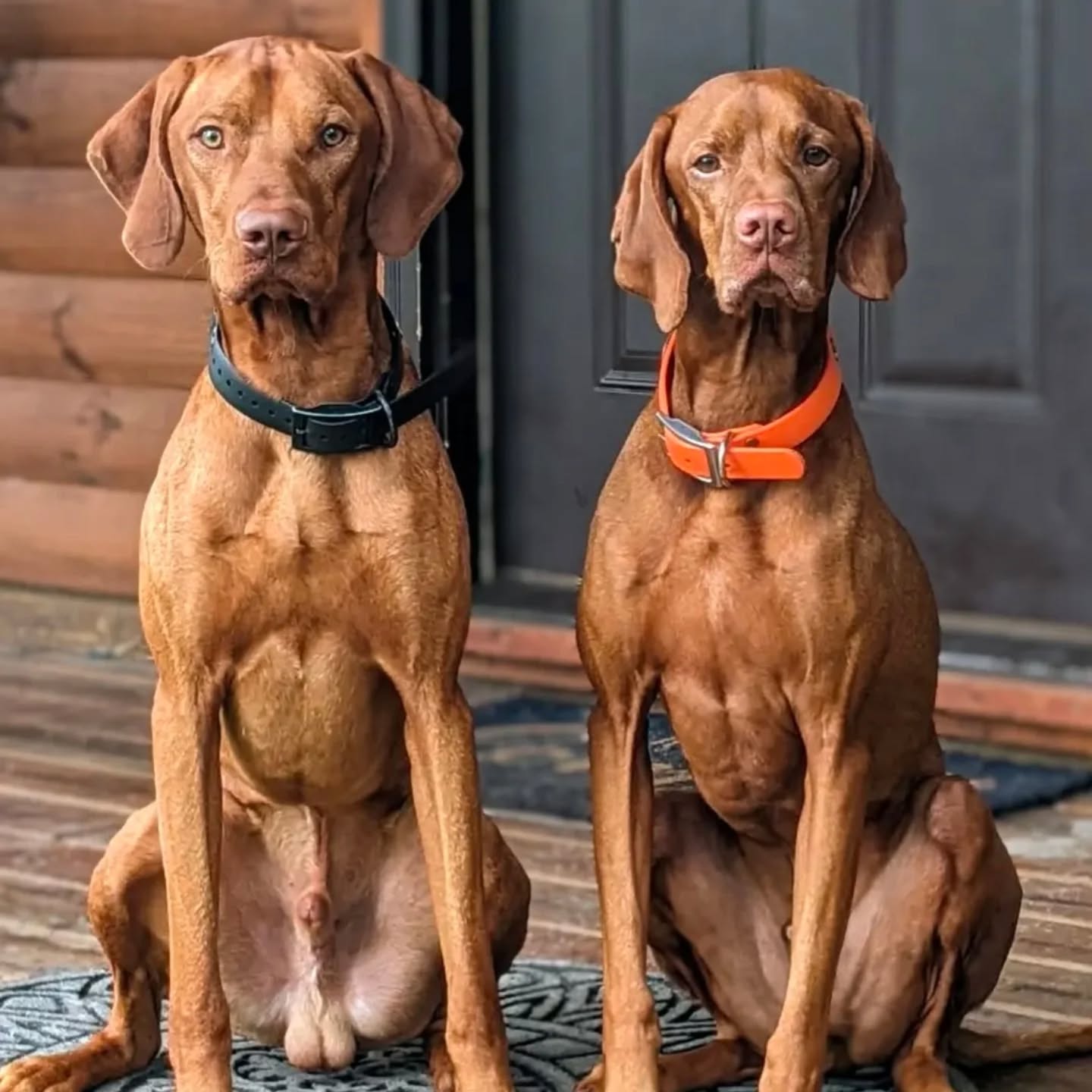 Happy Howloween!!
One of my favorites of the boys in their field collars 🧡🖤
#howloween #vizslalife #vizslasofinstagram #vizlsalove #vizslasofchicago