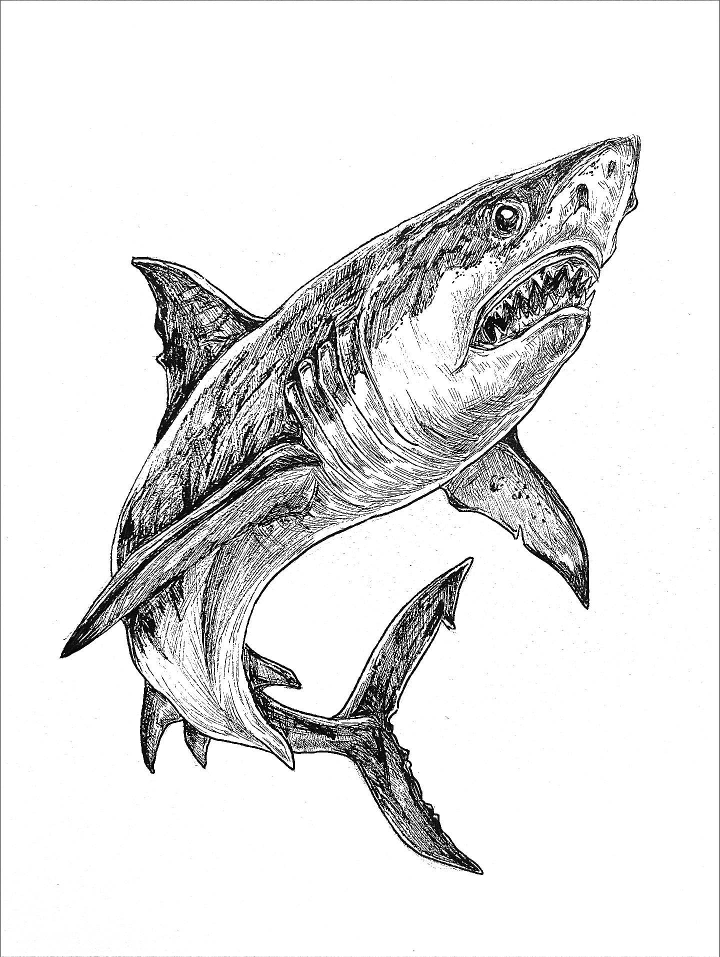 I yearned to capture even one-tenth of the majesty of my mermaid-devouring shark costume. Happy Halloween, folks, and thus ends year eleven of my 31 day drawing challenge ✌🏻 big shout out to my longest running ritual of getting through the highs and lows this month always seems to bring me.
#drawtober #year11 #day31 #Drawtober2025 #SketchDaily #ArtChallenge #Illustration #DailyDrawing #InkArt #ArtistOnInstagram #CreativeCommunity #ArtPrompts #ArtEveryDay #InstaArt #DrawingOfTheDay