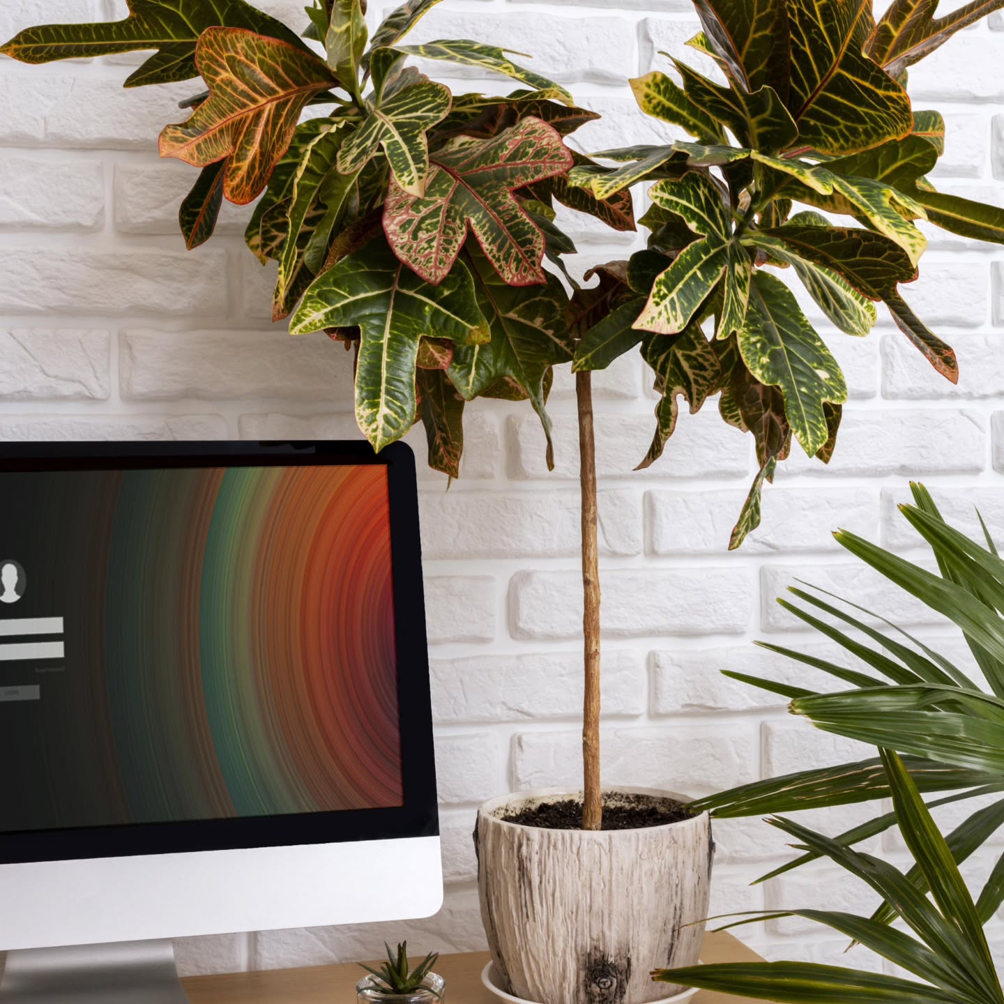 Chez GreenAppart, chaque plante est sélectionnée pour transformer vos espaces en véritables bulles de bien-être 🌿✨
Donnez un peu de vie à votre bureau 😉.
Que ce soit pour le bureau ou la maison, nos plantes d’intérieur s’adaptent à tous les styles et apportent fraîcheur, couleur et bonne humeur – avec zéro effort d’entretien !
Profitez de la livraison rapide sur Rabat et alentours, et laissez-vous accompagner par un conseil personnalisé pour choisir LA plante qui vous ressemble.🌱 Commandez la vôtre dès aujourd’hui en DM
📲 Suivez-nous pour des conseils, promos et inspirations chaque semaine!
#design #green # #plantesinterieur #deco #rabat #maroc #temara #salé #bienetre #urbanjungle #pépinière #jardin #paysagiste #paysage