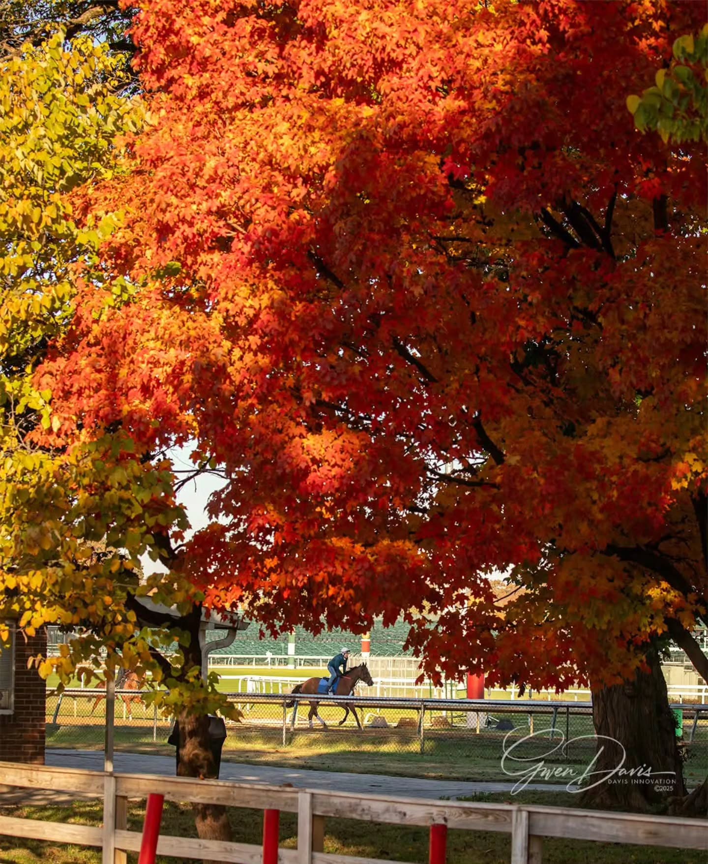 Fall's finest. Savoring the last days of peak foliage against a beautiful backdrop of Thoroughbreds. 😍