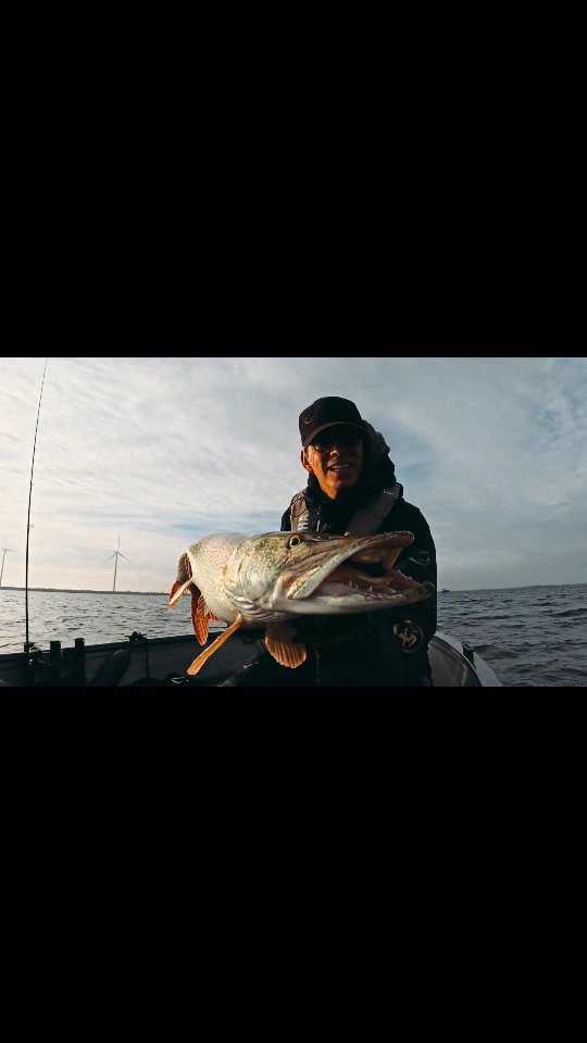 De snoeken van het Volkerak. 💥
Volkerak Pike.💪
Hechten von Volkerak. 💣
Link in bio for more information.
#yamahaprofishing #batterylabs #ufxfishing #lurefishingguide #proventocatch #spro #luckycraftusa #stcroixrods