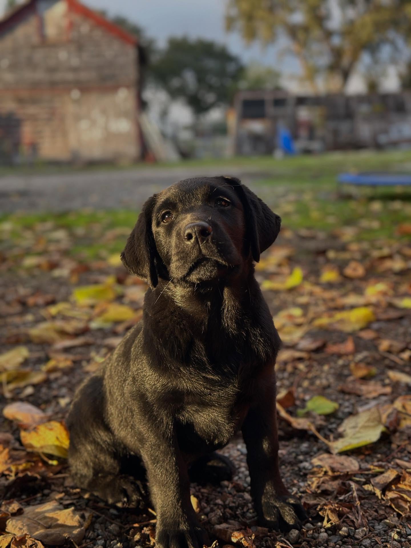 Boys are tough around here. They have to be close to perfect for them to stick around. They will be bred to a lot of girls, so the standards have to be very high. Right now, this guy is sticking around to see how he matures.
For now, he gets a nameā¦
šMoonlightās Dancing in the Dark AKA Bruce
.
.
.
.
.
.
.
.
.
.
#labrador #labradorretriever #labradorsofinstagram #moonlightlabradors #blacklabsofinstagram #blacklabsquad #bayarealabradors #sonomacounty #happylabs #bestsanfrancisco #happylabradors #labradorpics #dogsofinstagram #dogsofinsta #dogsofig #doglovers #worldoflabs #talesofalab #bestlabradors #labradorlove #labradorsuniverse #sunsetfoxreds #labs_of_insta